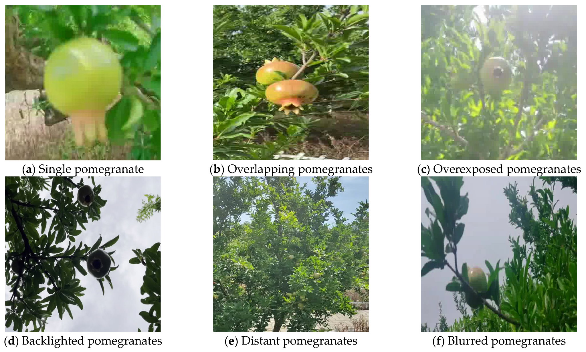 Horticulturae 12 00042 g001