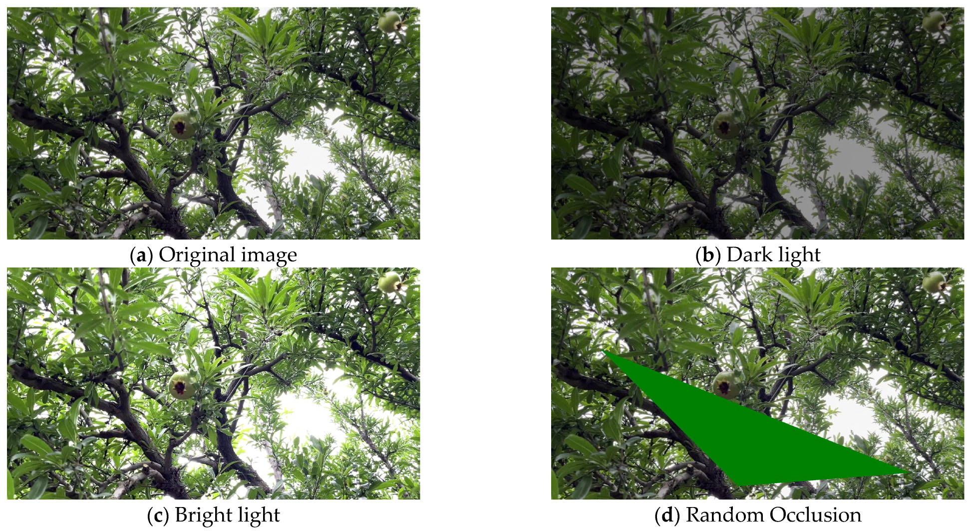 Horticulturae 12 00042 g002