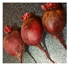 Horticulturae 12 00055 i005 Horticulturae 12 00055 i005