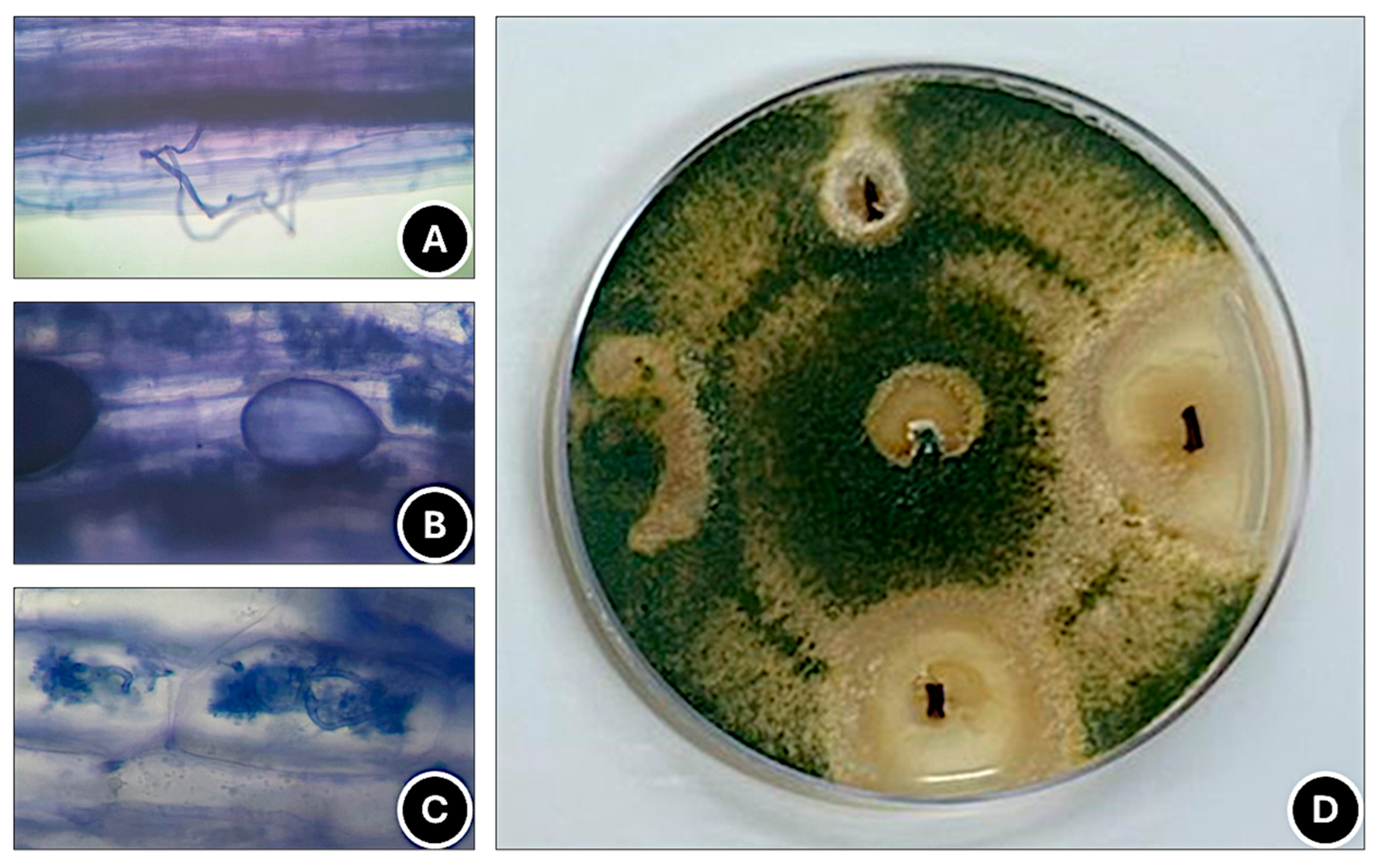 Horticulturae 12 00056 g004 Horticulturae 12 00056 g004
