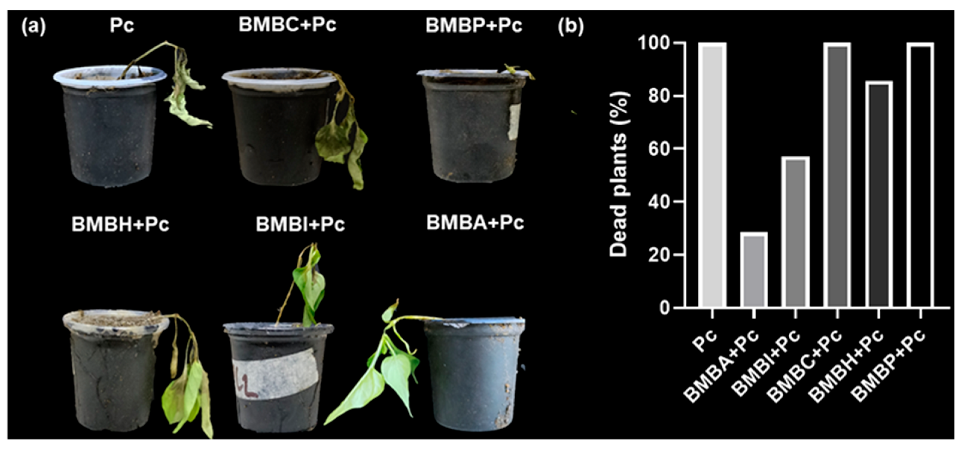 Horticulturae 12 00059 g001 Horticulturae 12 00059 g001