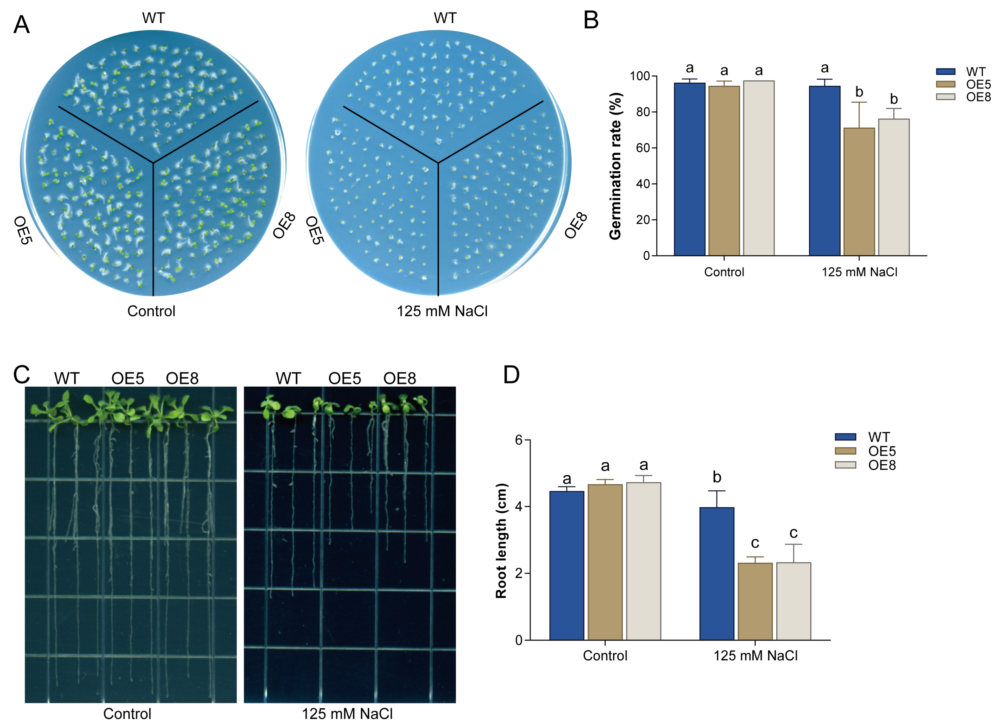 Horticulturae 12 00062 g002
