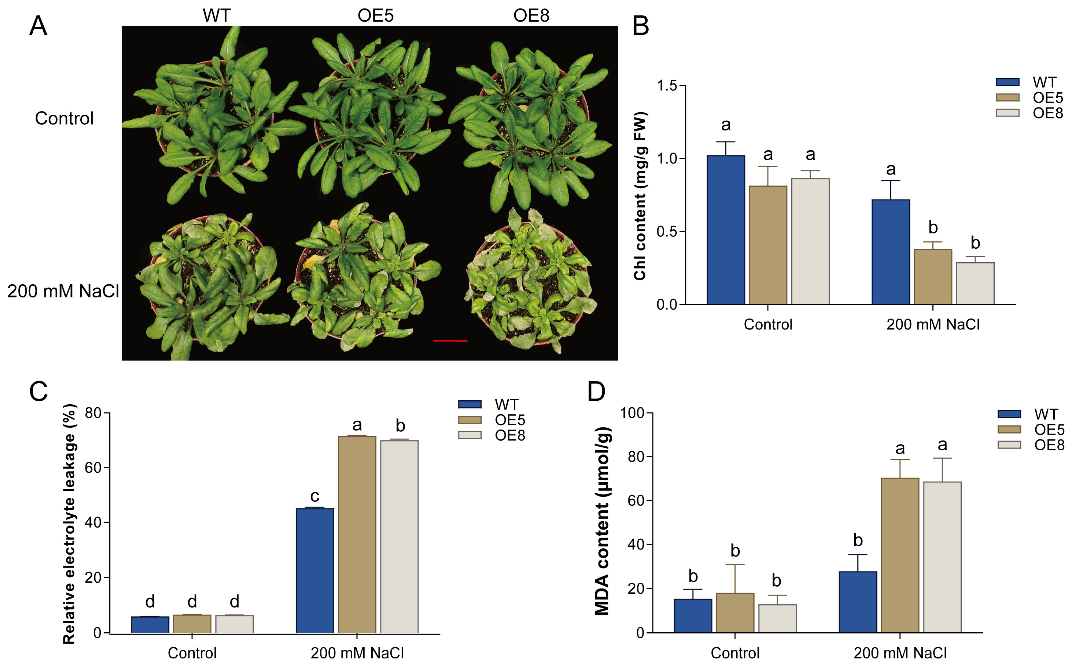 Horticulturae 12 00062 g003