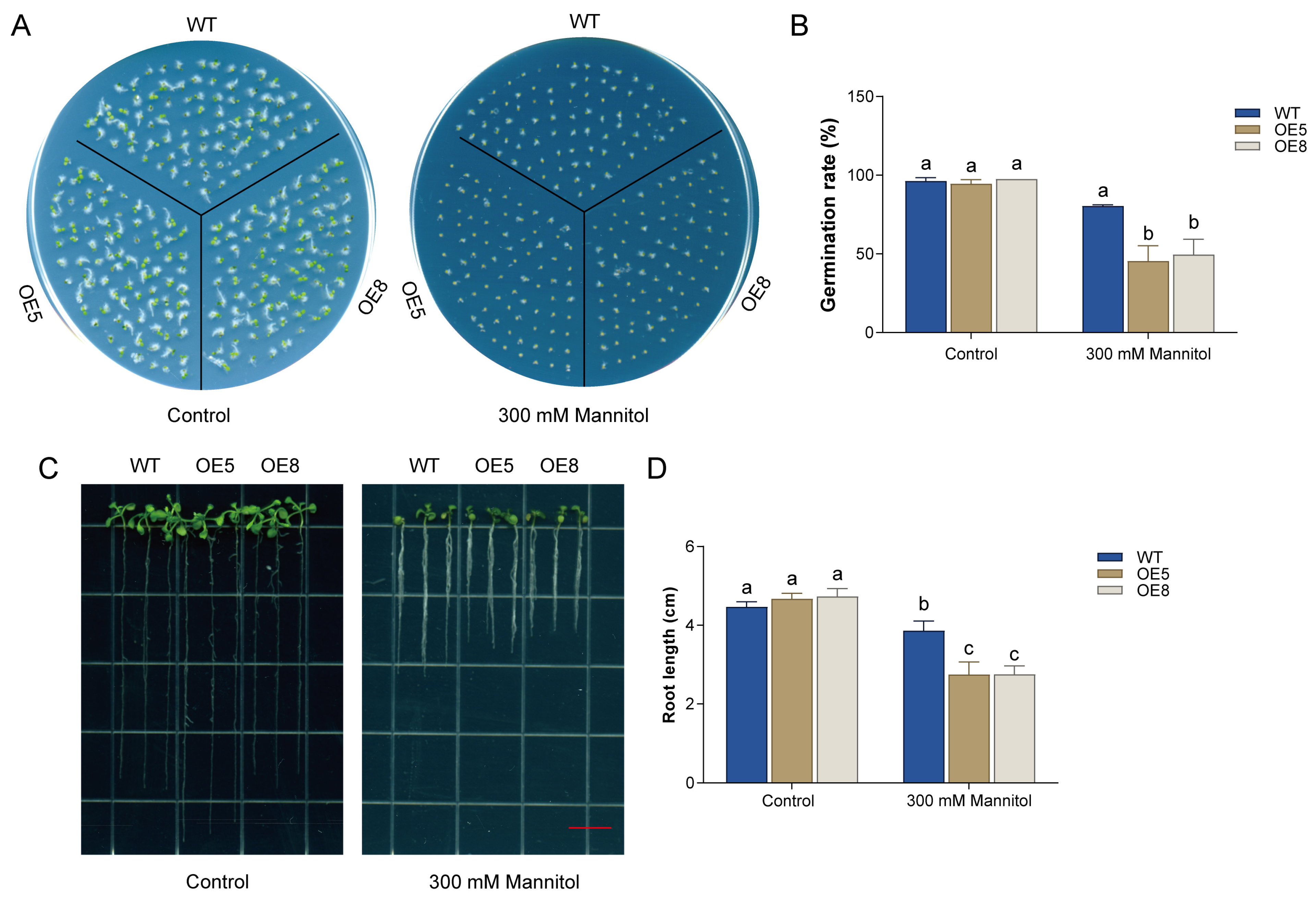 Horticulturae 12 00062 g004