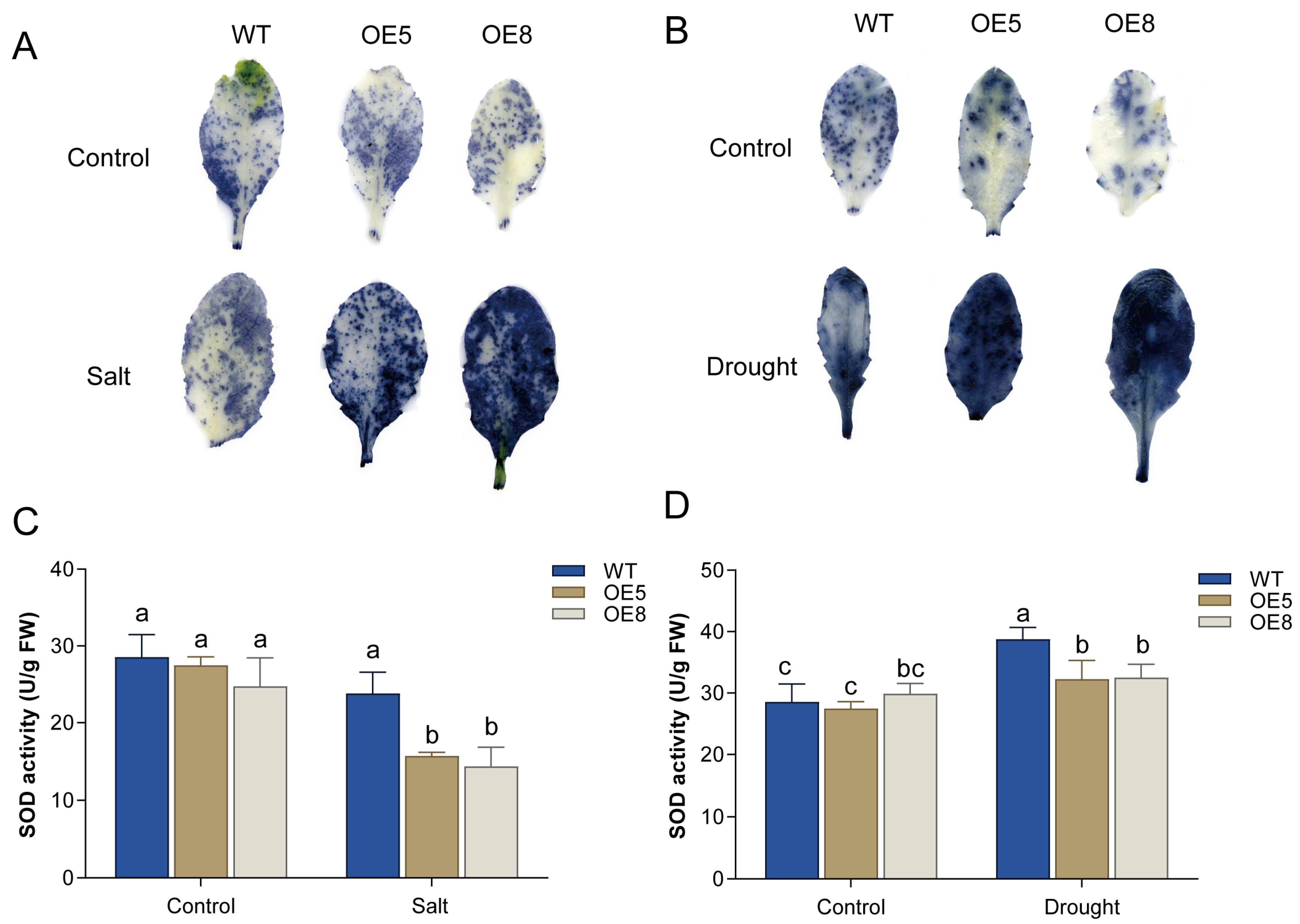 Horticulturae 12 00062 g006