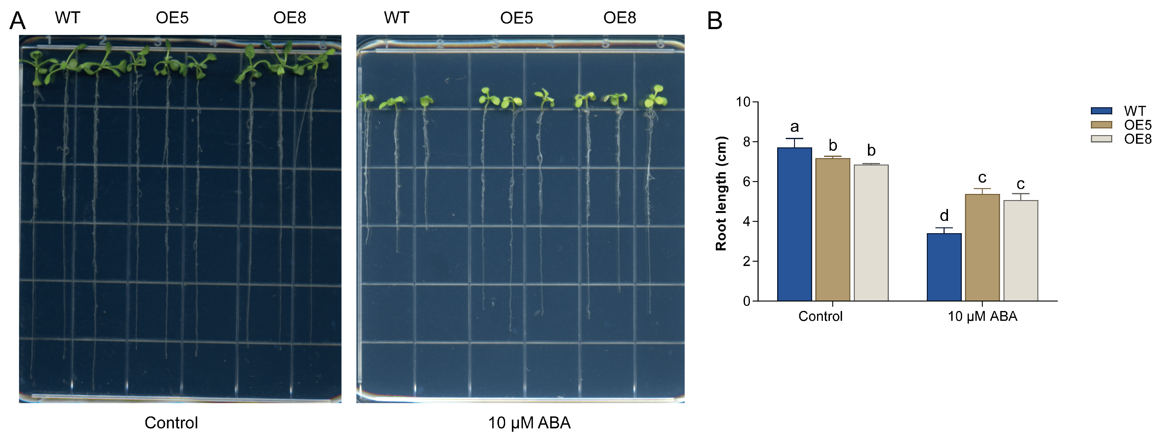 Horticulturae 12 00062 g007