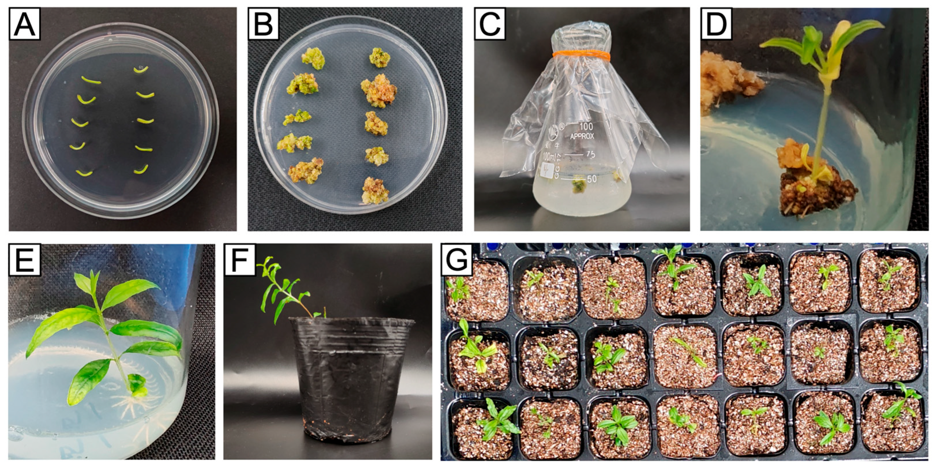 Horticulturae 12 00064 g005 Horticulturae 12 00064 g005