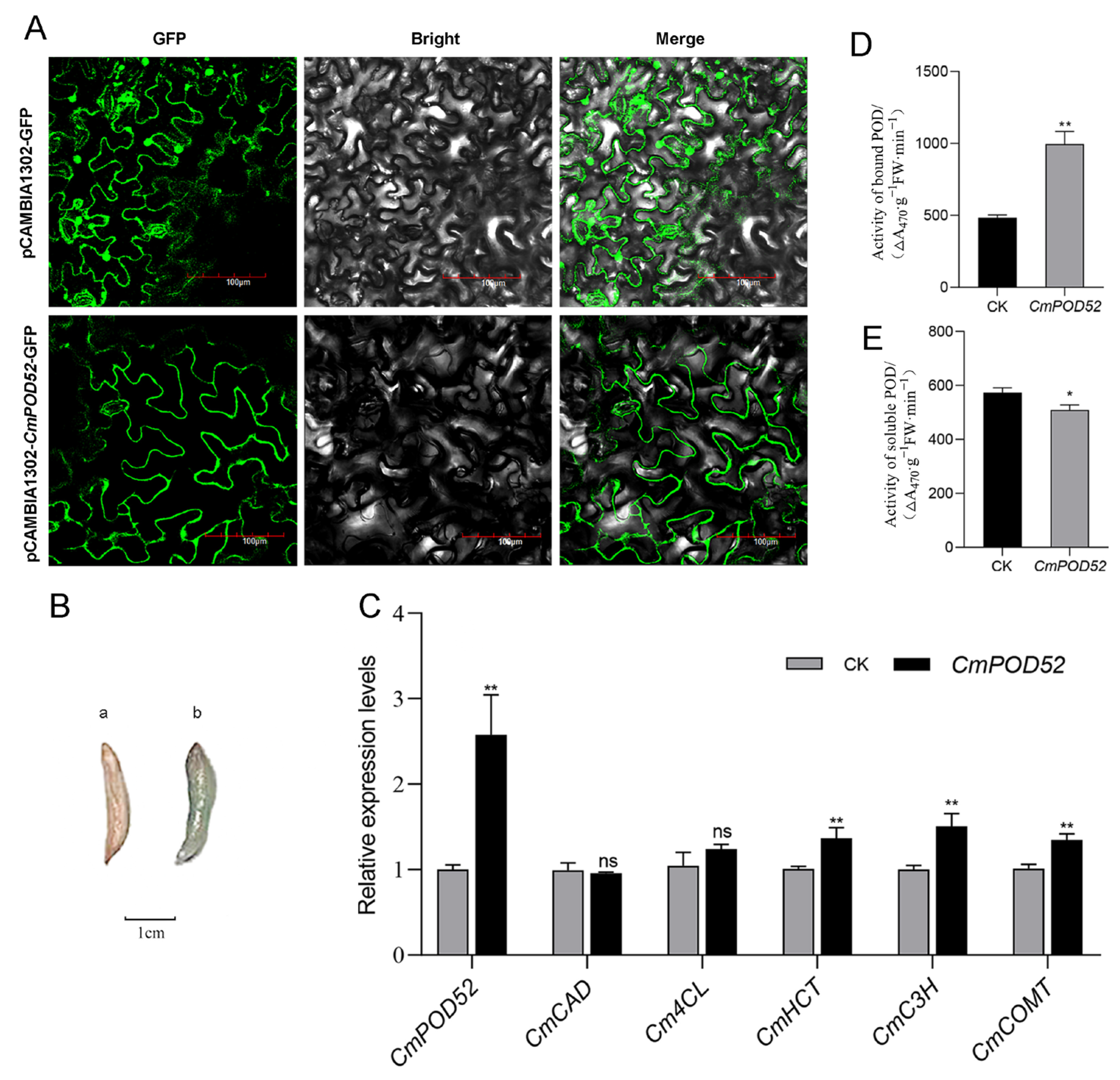 Horticulturae 12 00106 g009