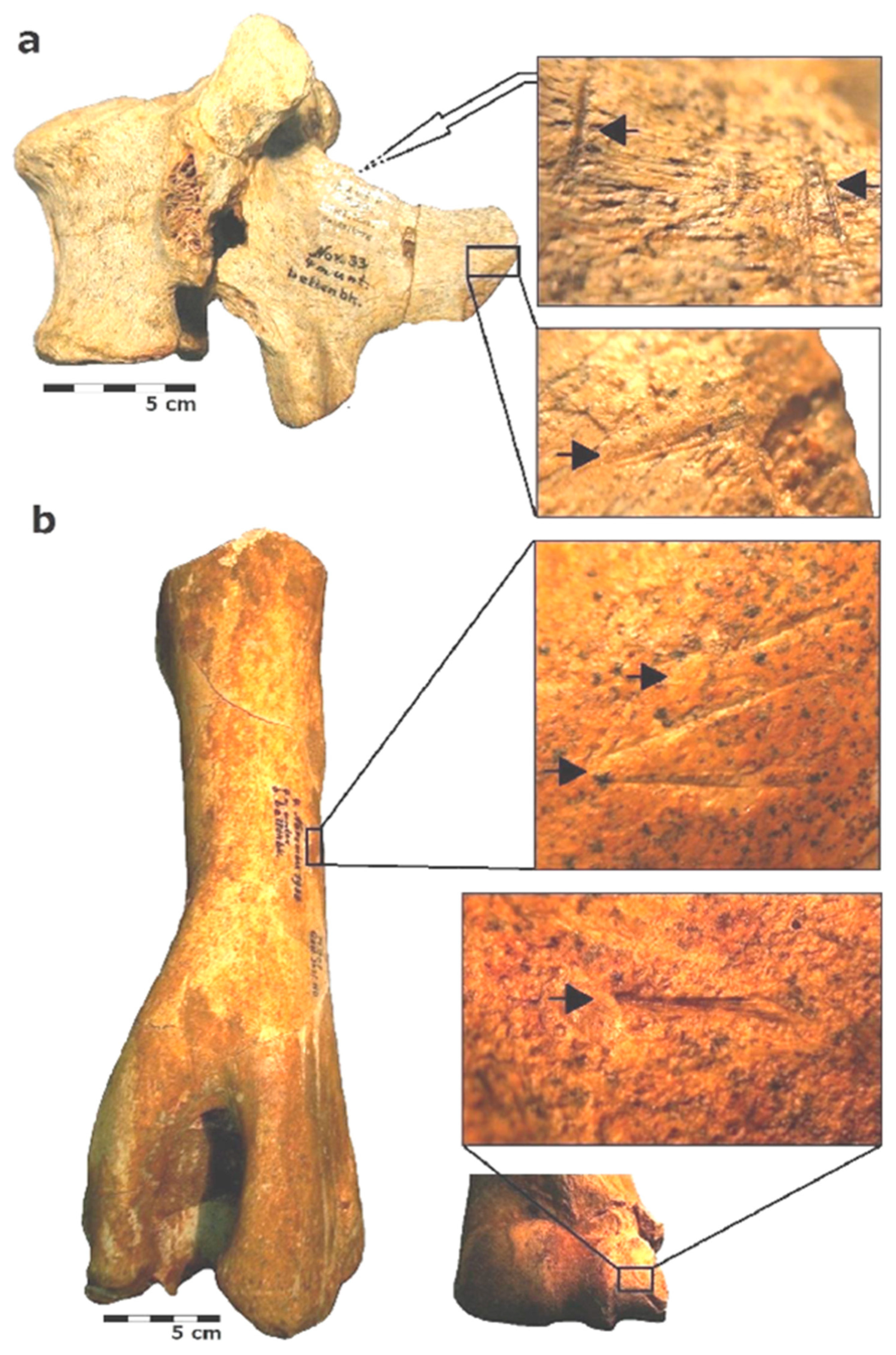 Humanities 08 00129 g018