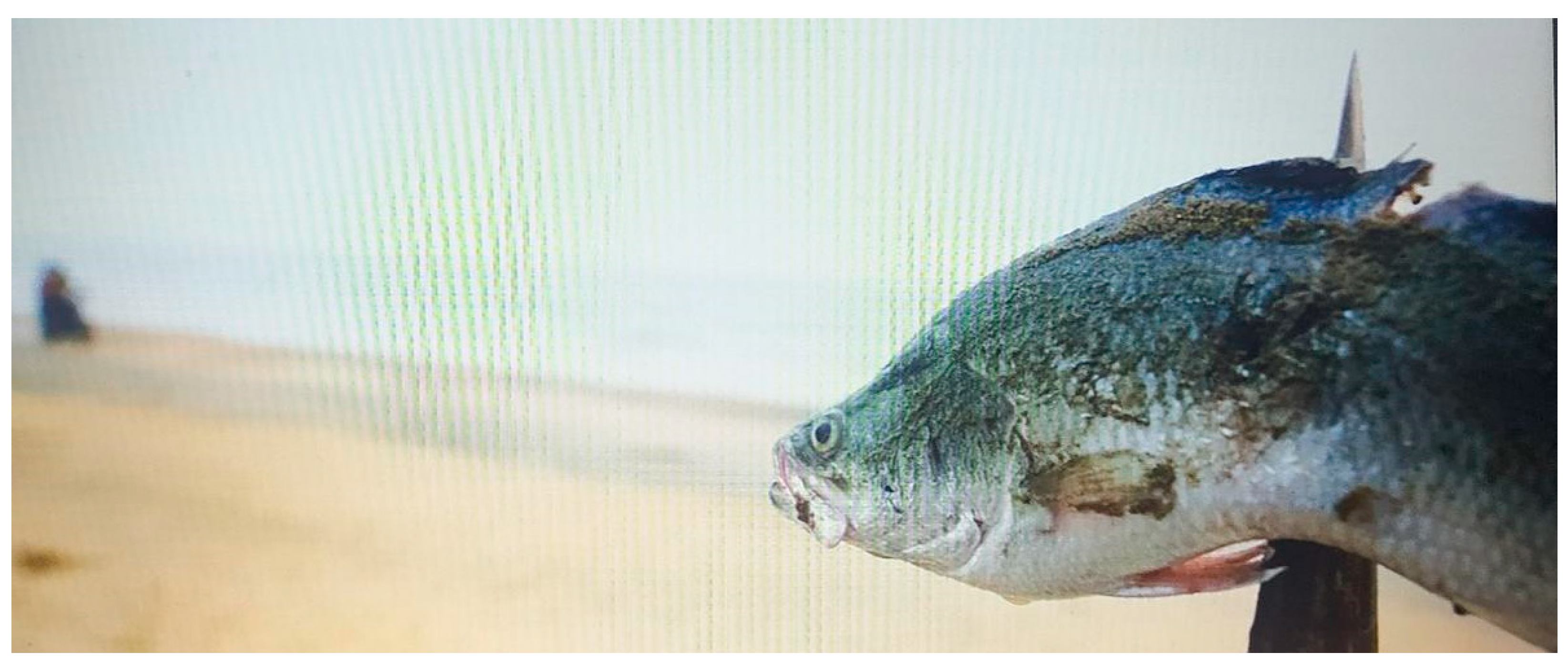 Humanities 13 00042 g007