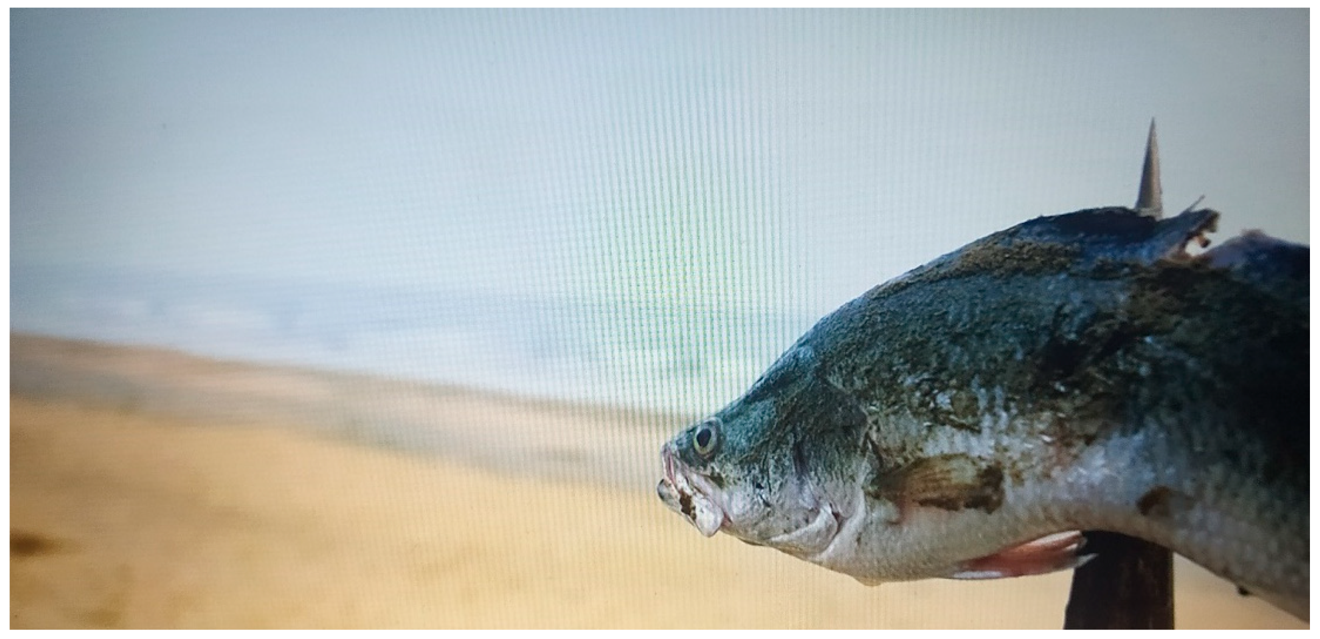 Humanities 13 00042 g009