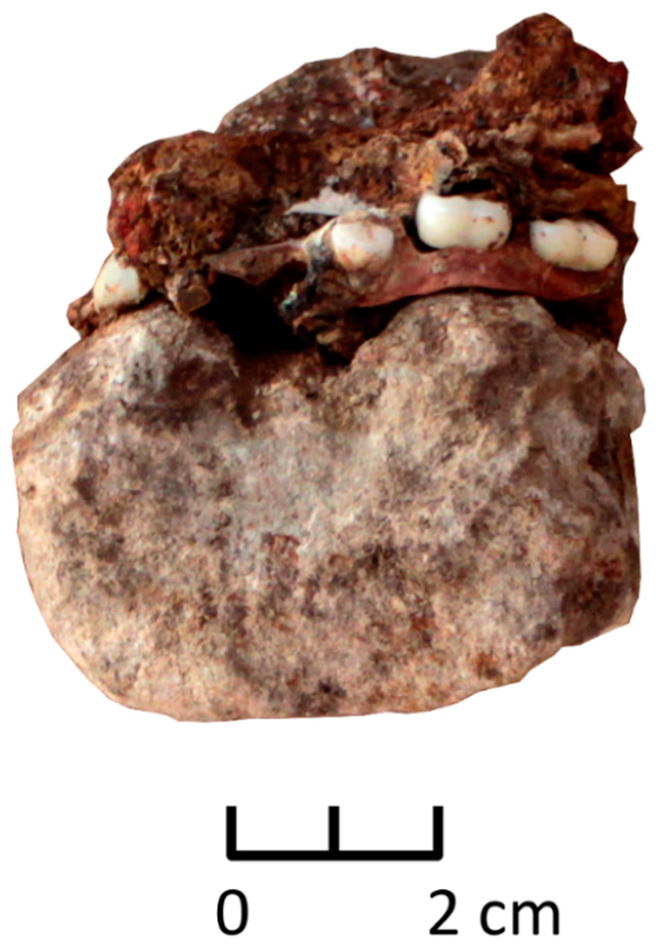 Humans 02 00006 g002 550