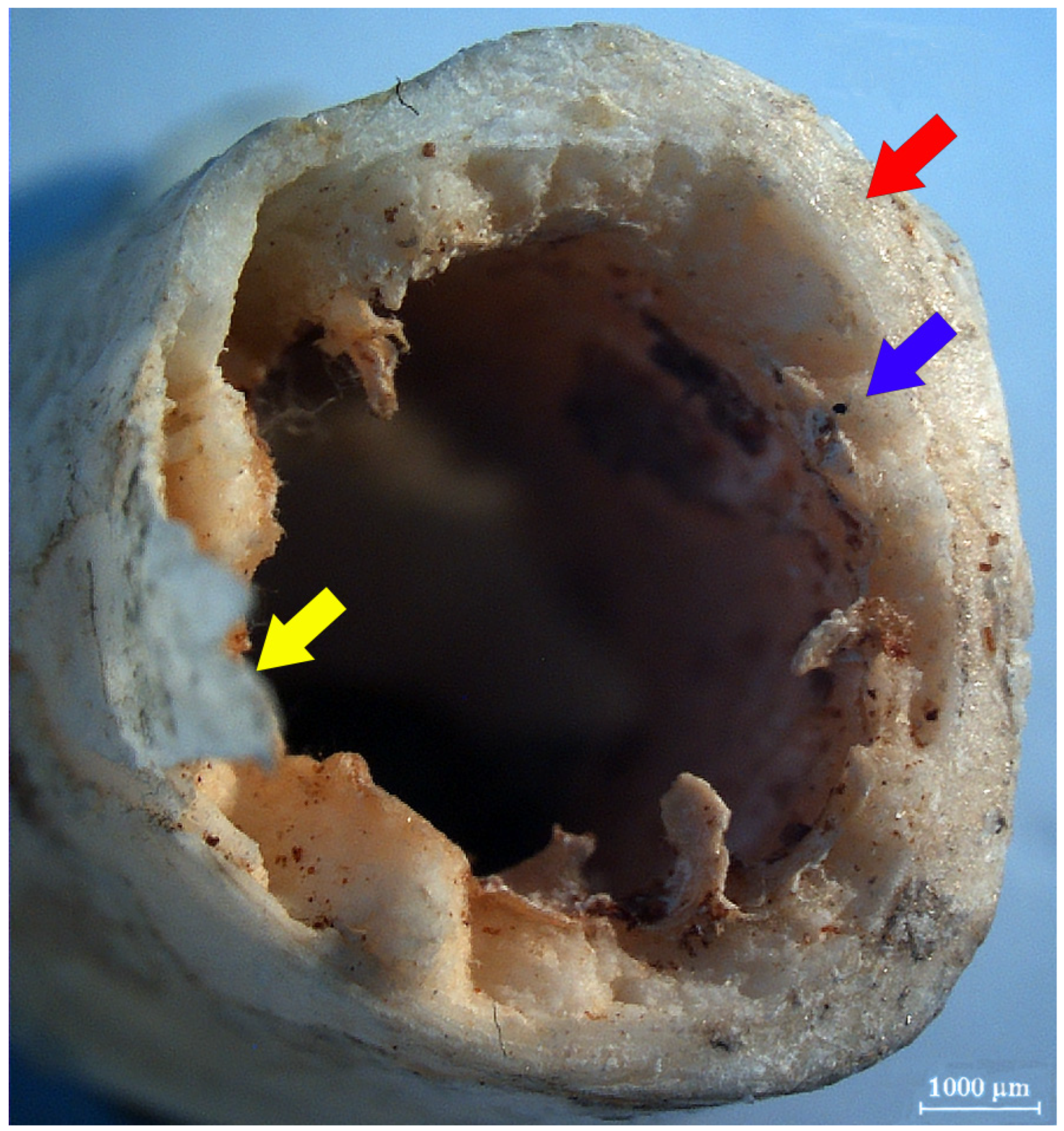 Humans 05 00014 g007