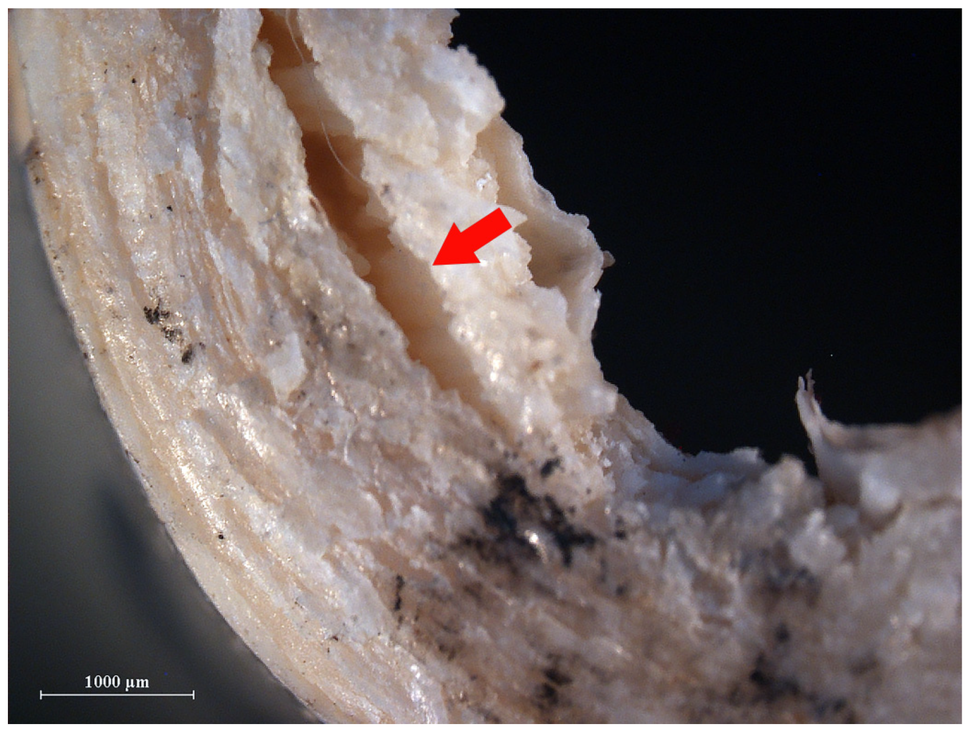 Humans 05 00014 g010