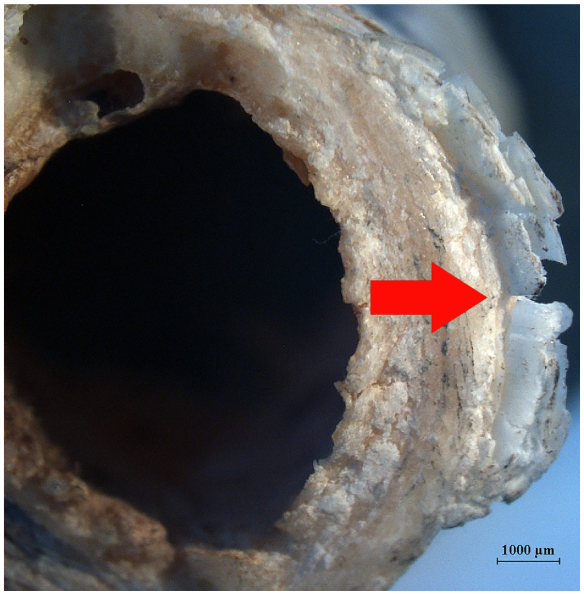 Humans 05 00014 g011