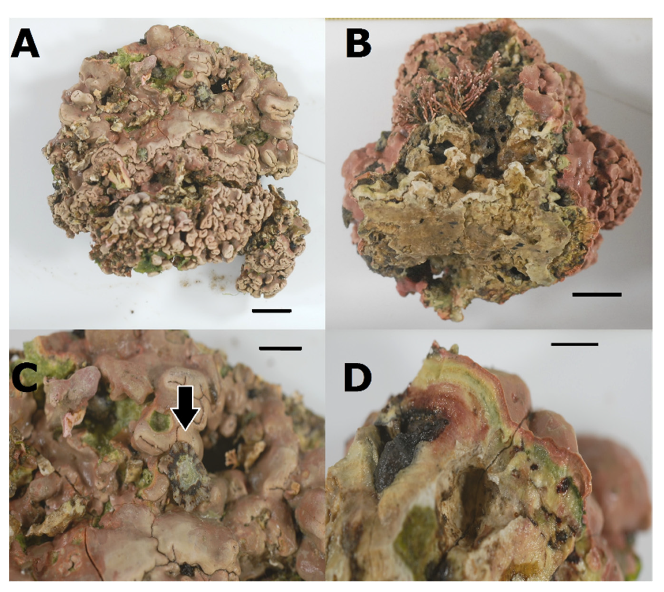Hydrobiology 01 00003 g005 Hydrobiology 01 00003 g005