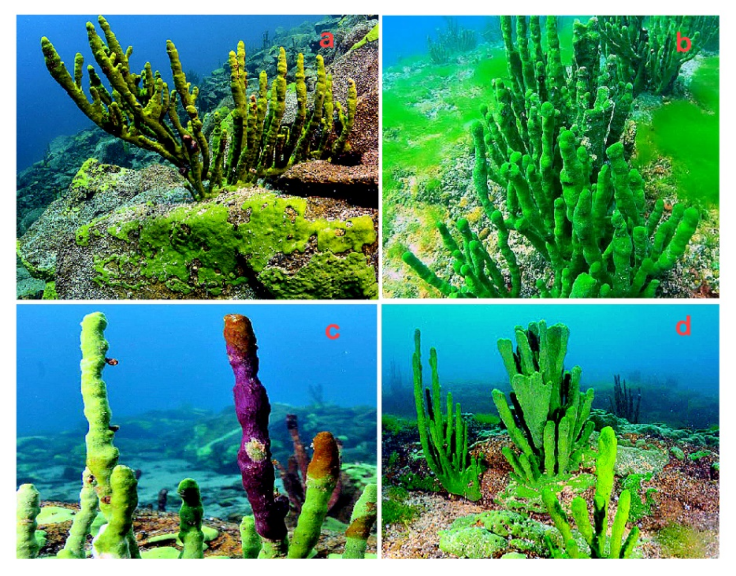 Hydrobiology 01 00007 g011