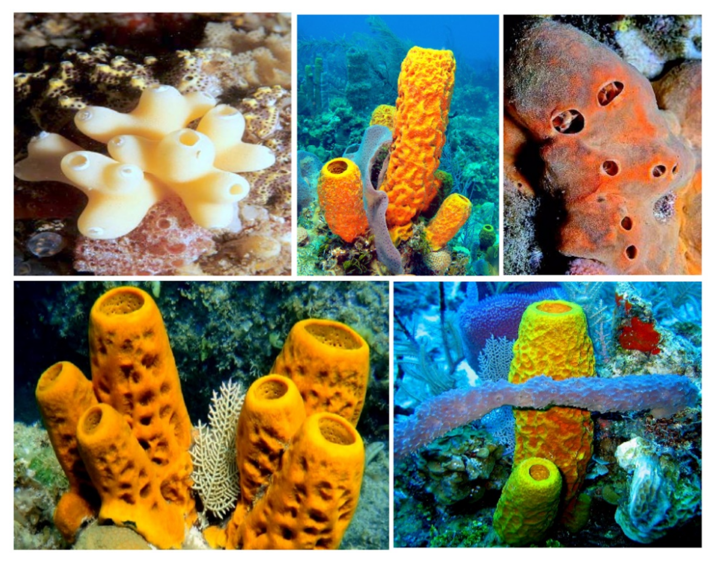 Hydrobiology 01 00007 g013