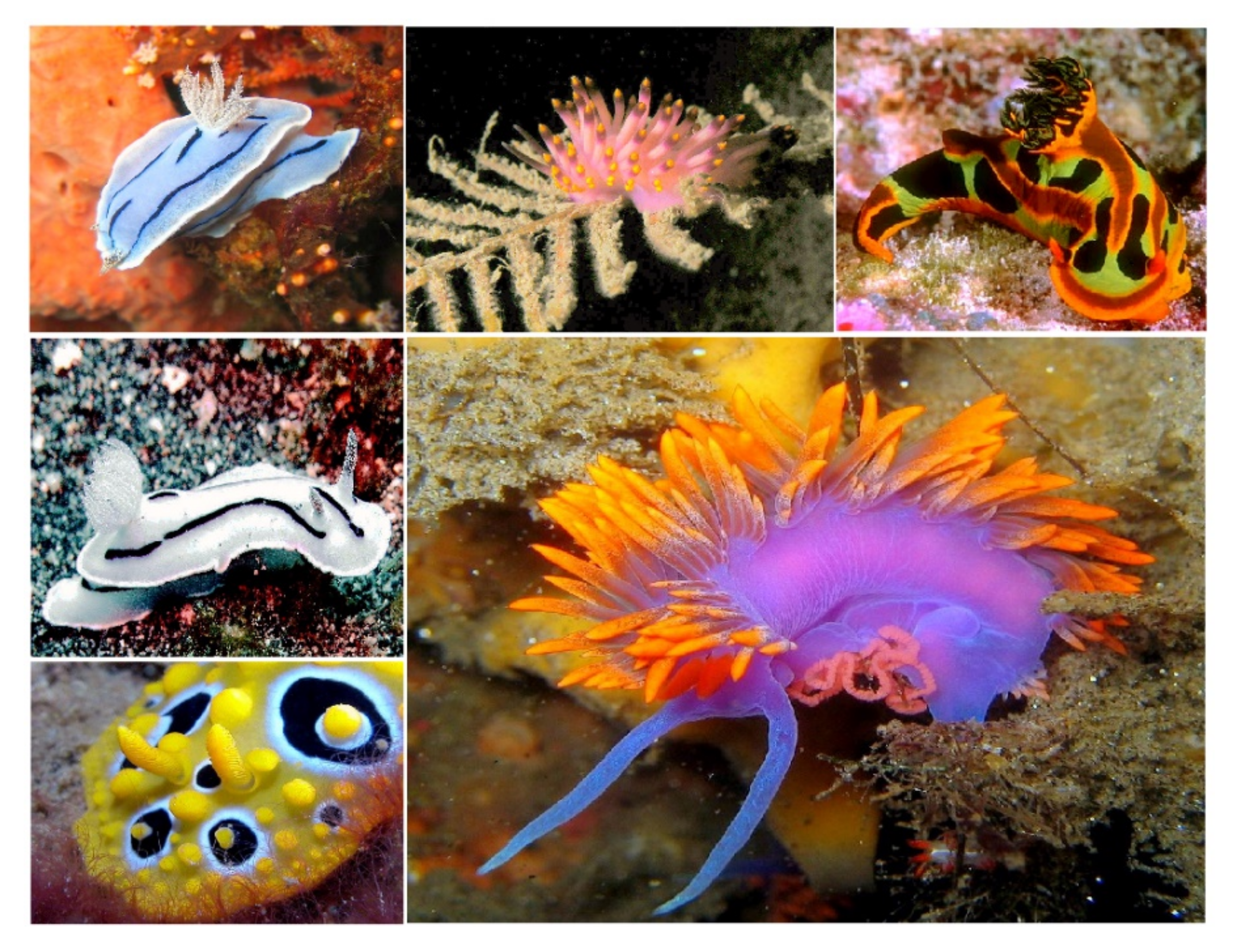 Hydrobiology 01 00007 g015