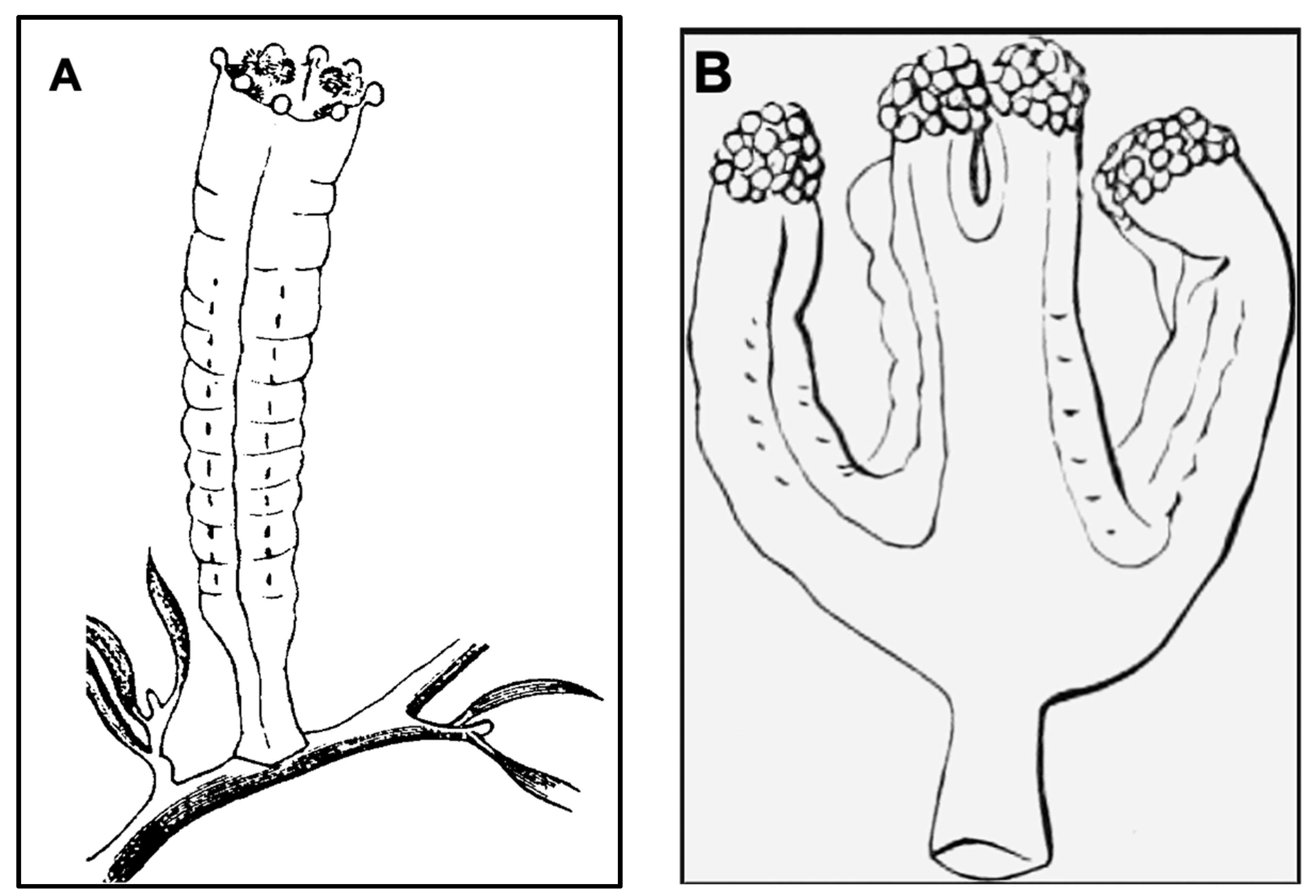 Hydrobiology 01 00019 g004