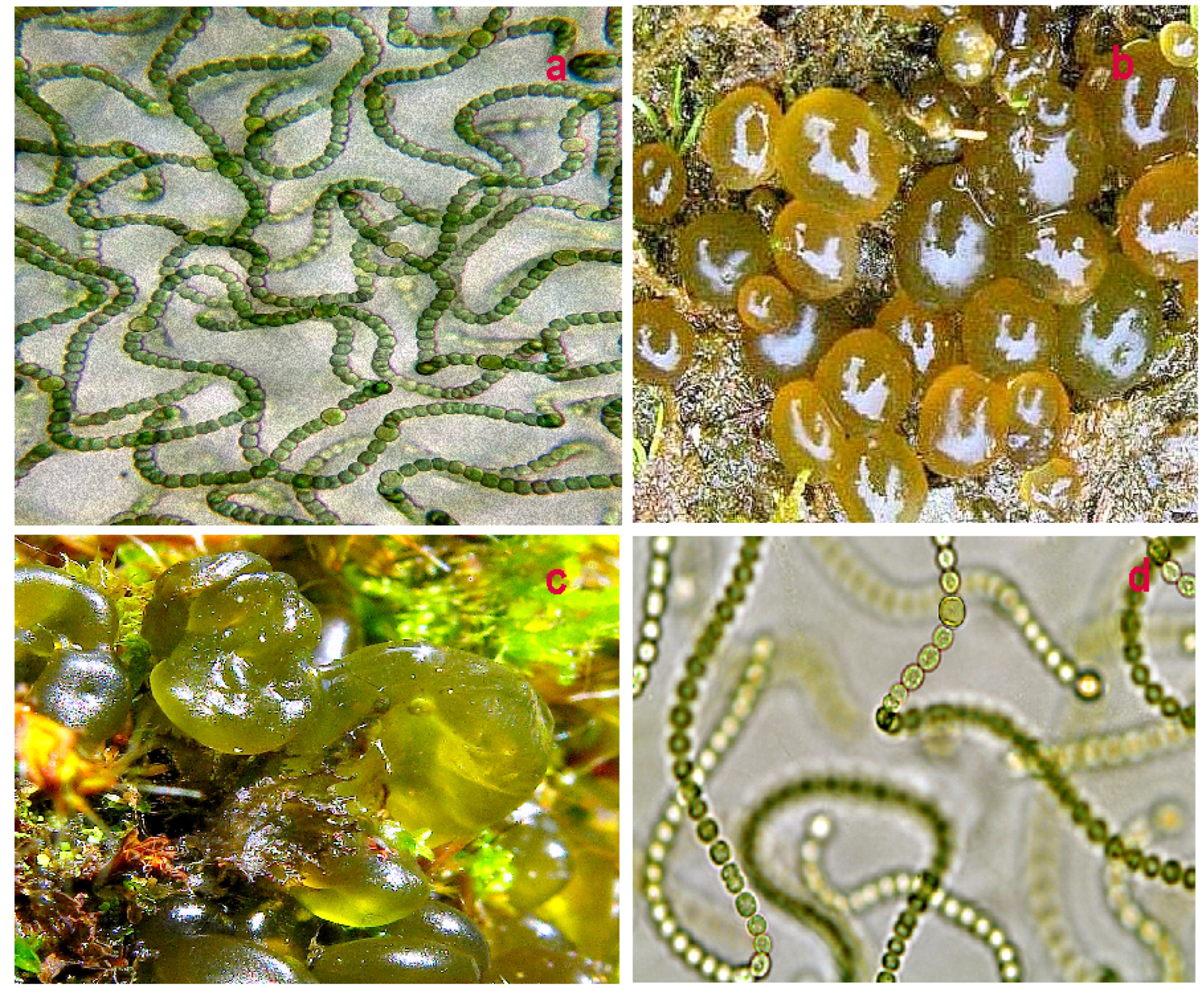 Hydrobiology 01 00024 g002 Hydrobiology 01 00024 g002