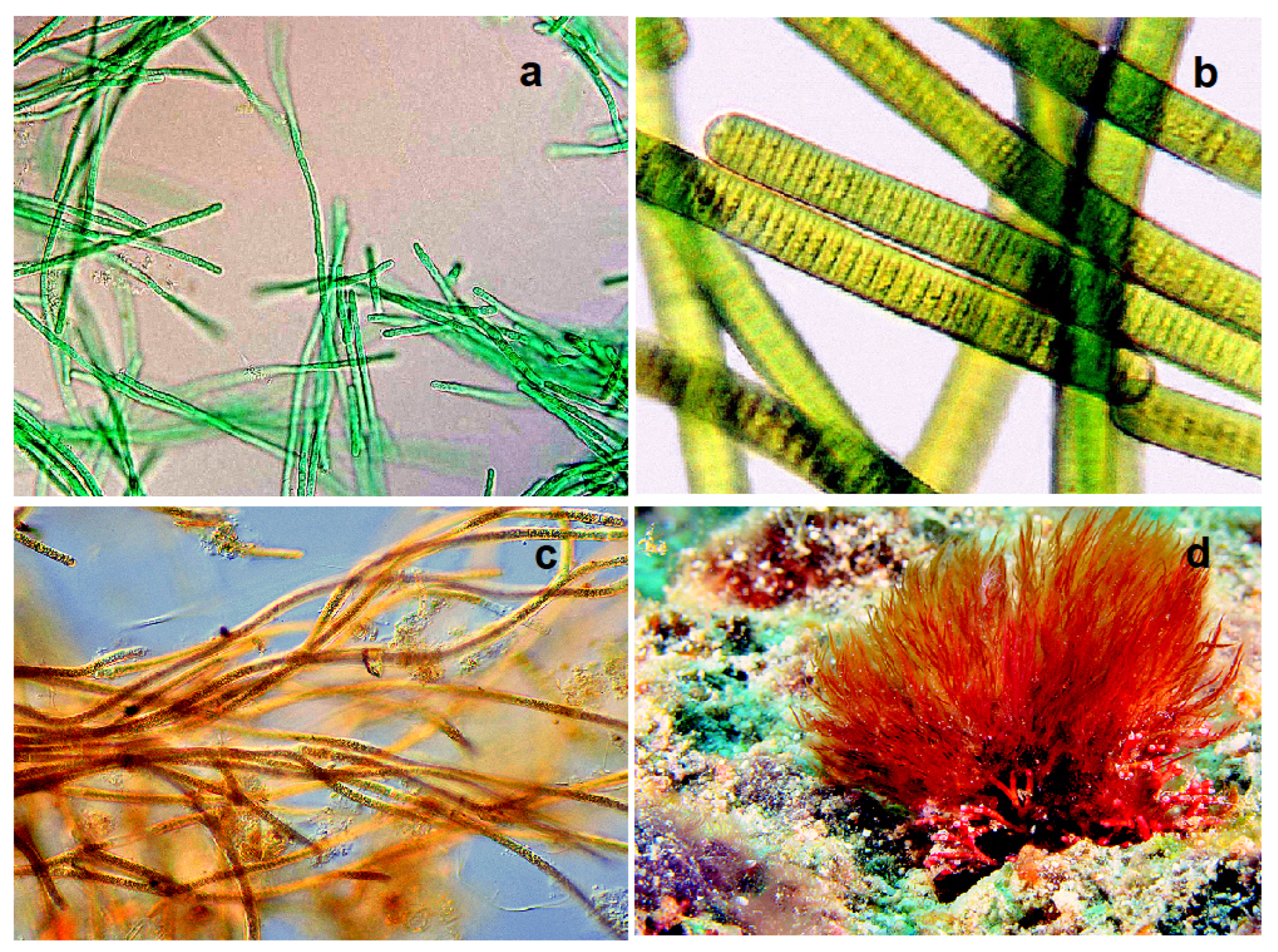 Hydrobiology 01 00024 g013 Hydrobiology 01 00024 g013