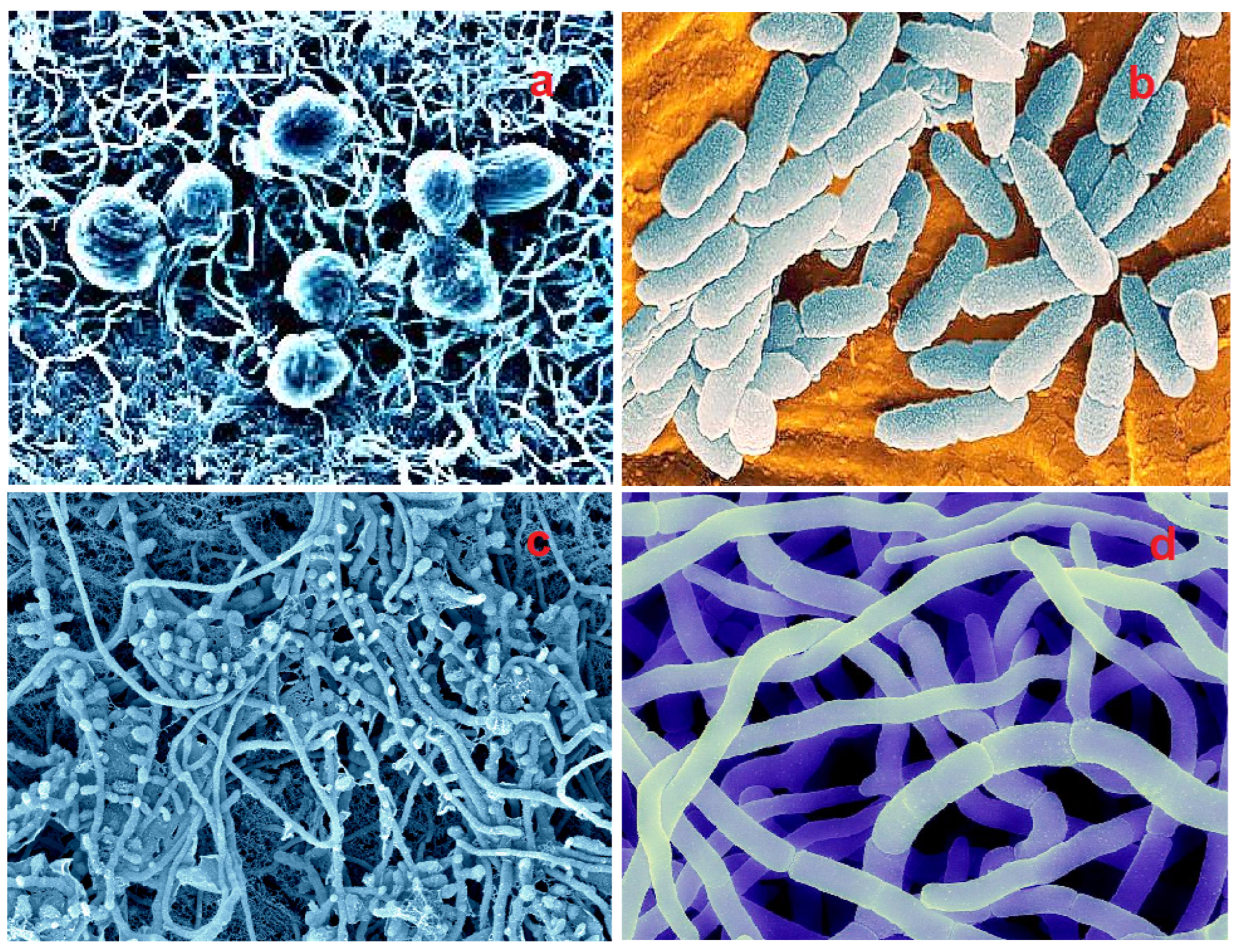 Hydrobiology 01 00024 g024 Hydrobiology 01 00024 g024