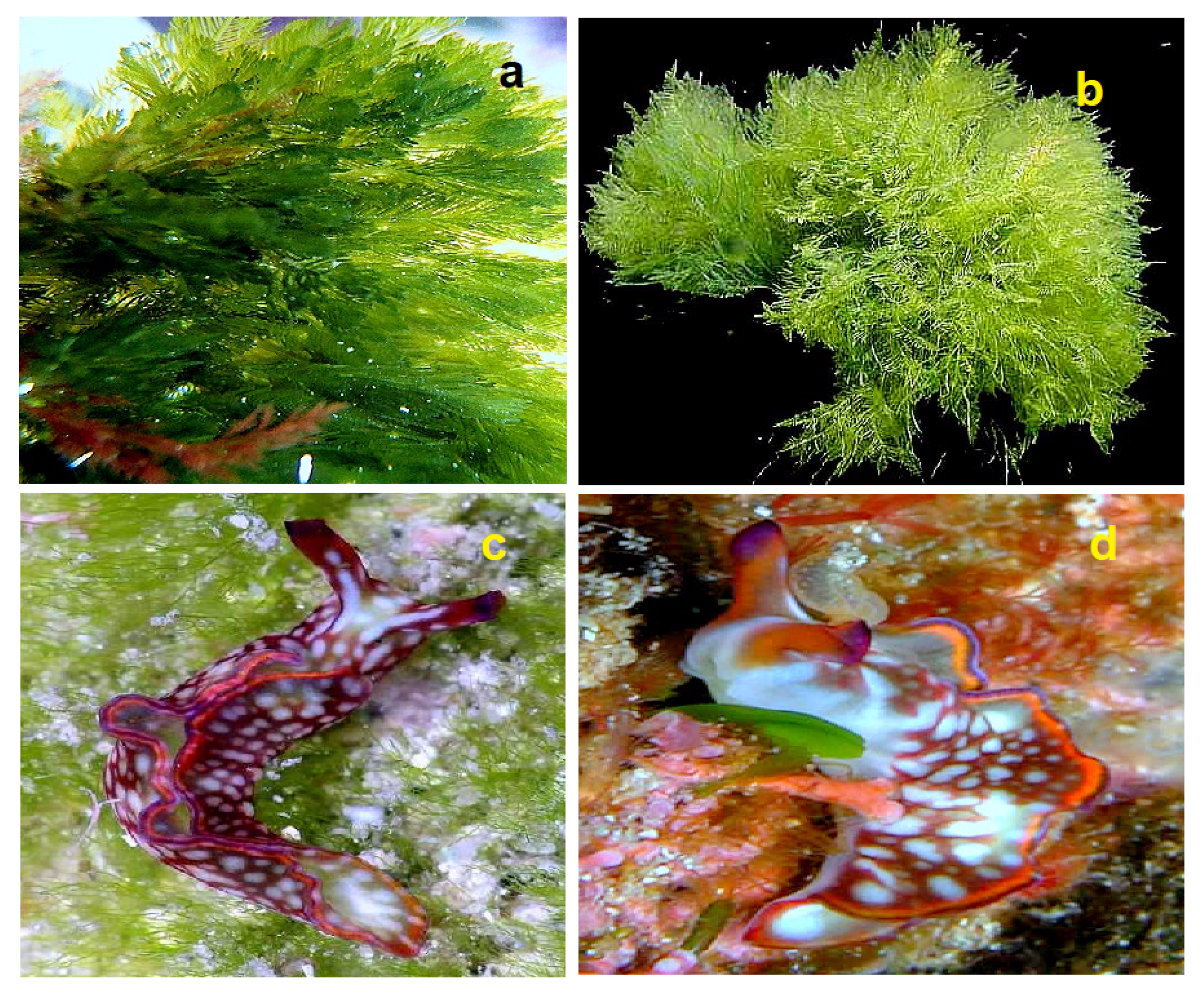 Hydrobiology 01 00024 g028 Hydrobiology 01 00024 g028