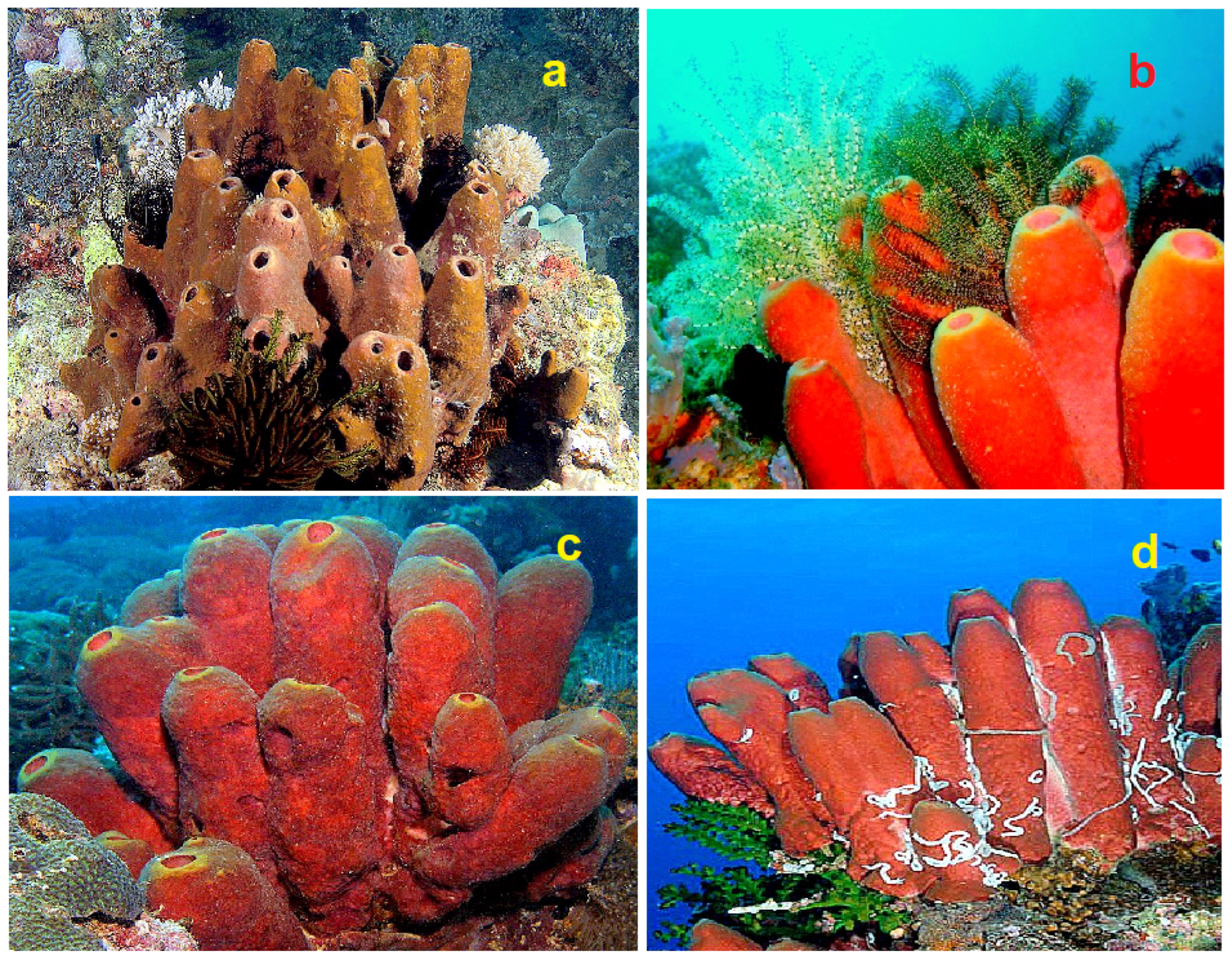 Hydrobiology 01 00024 g031 Hydrobiology 01 00024 g031