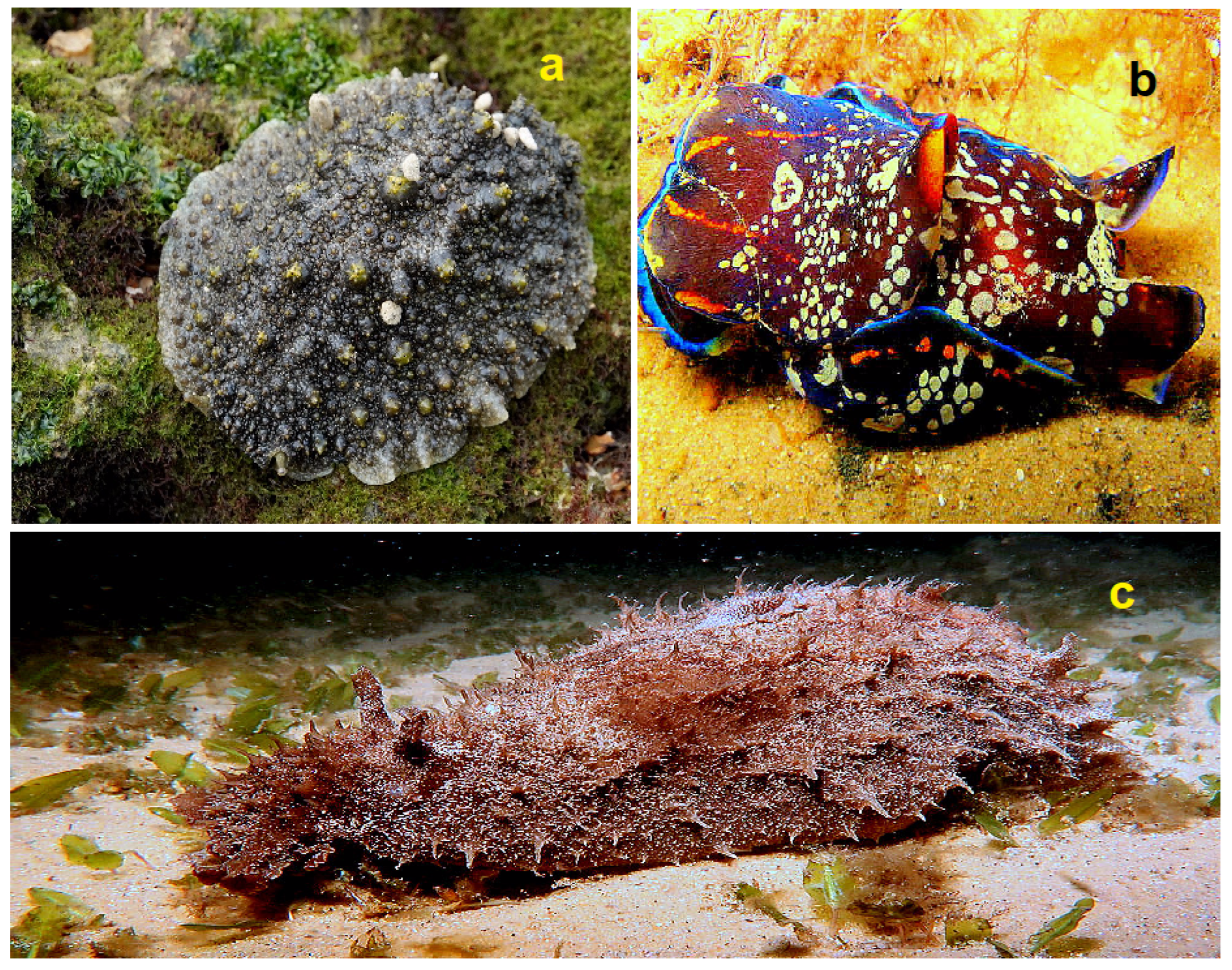 Hydrobiology 01 00024 g044 Hydrobiology 01 00024 g044