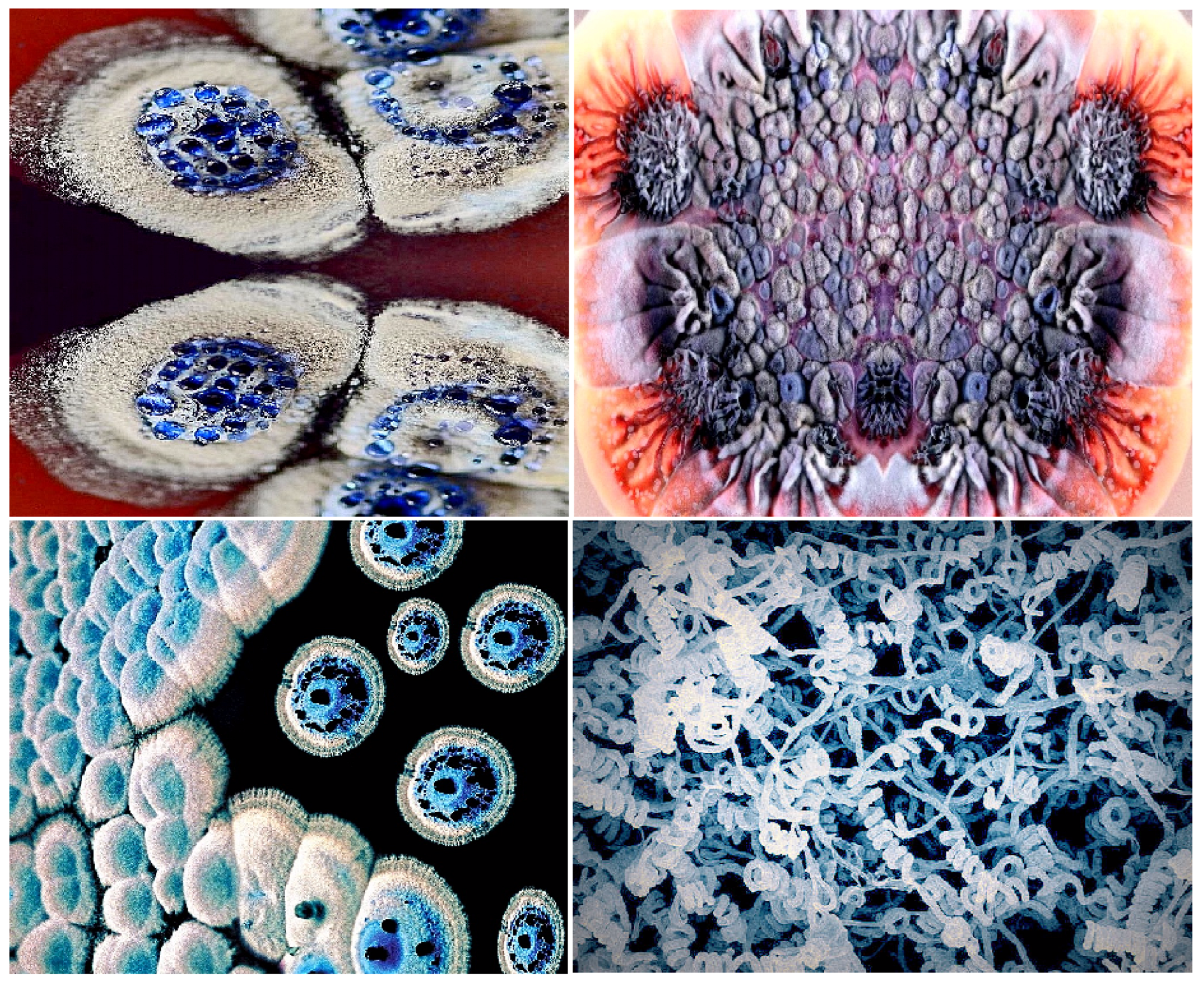 Hydrobiology 01 00024 g064 Hydrobiology 01 00024 g064