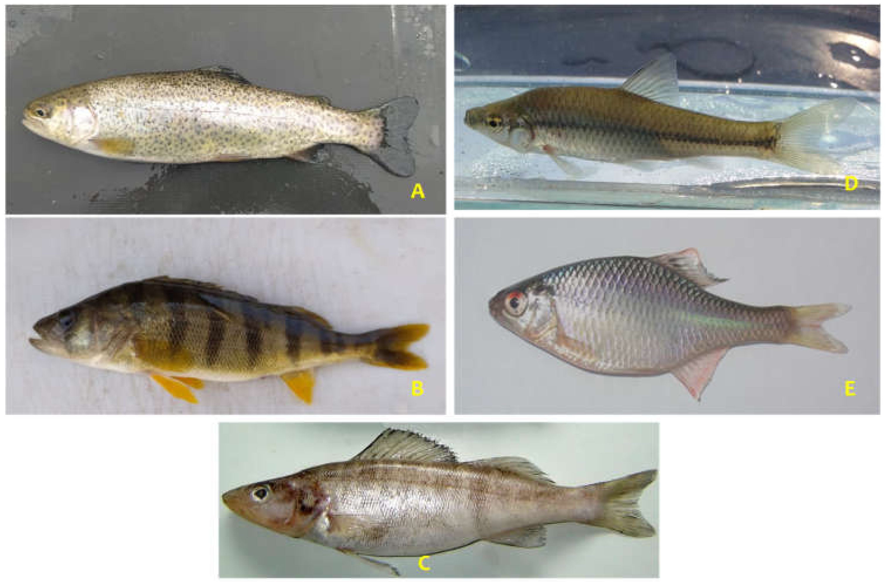 Hydrobiology 02 00004 g005 Hydrobiology 02 00004 g005