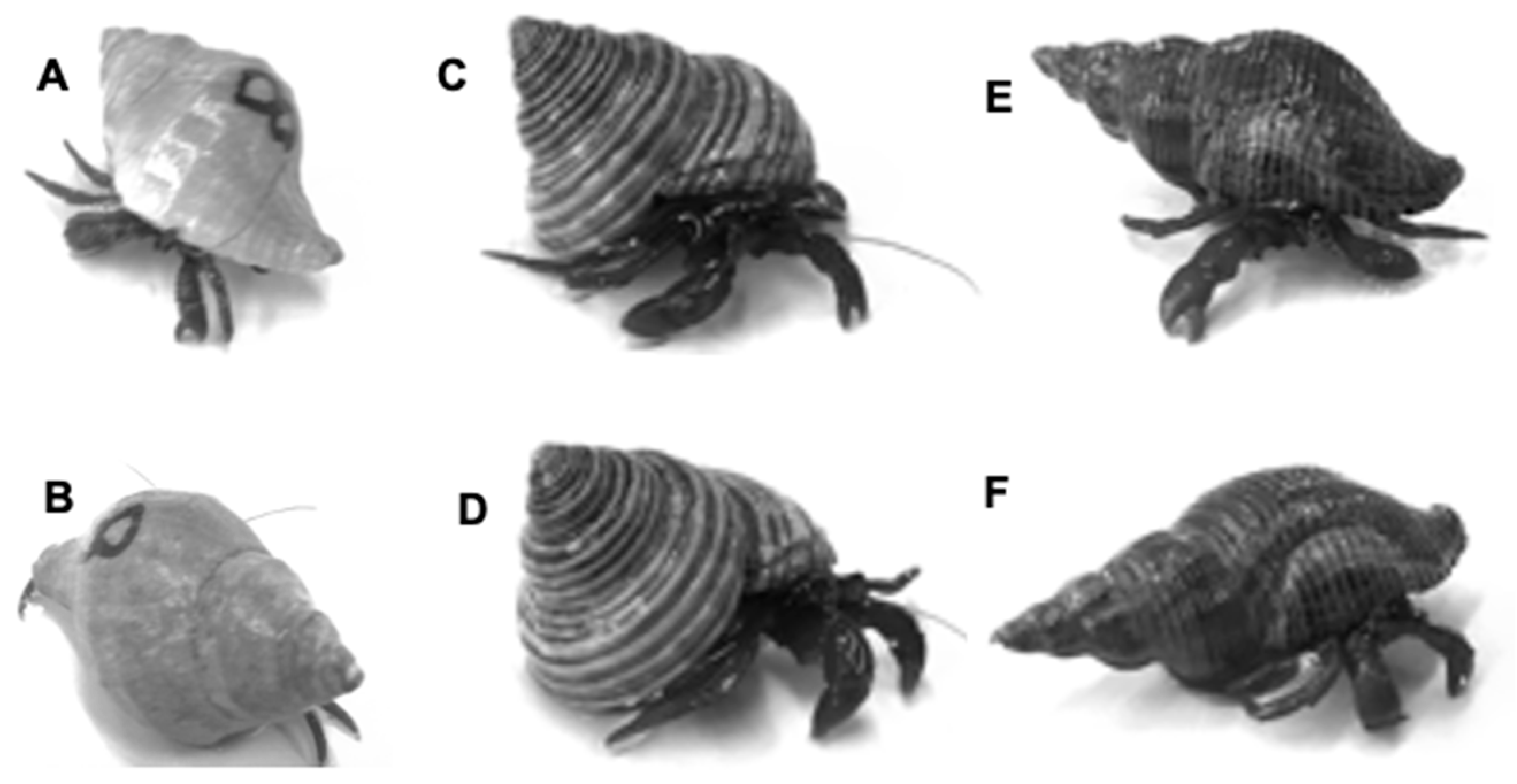 Hydrobiology 03 00006 g001 Hydrobiology 03 00006 g001