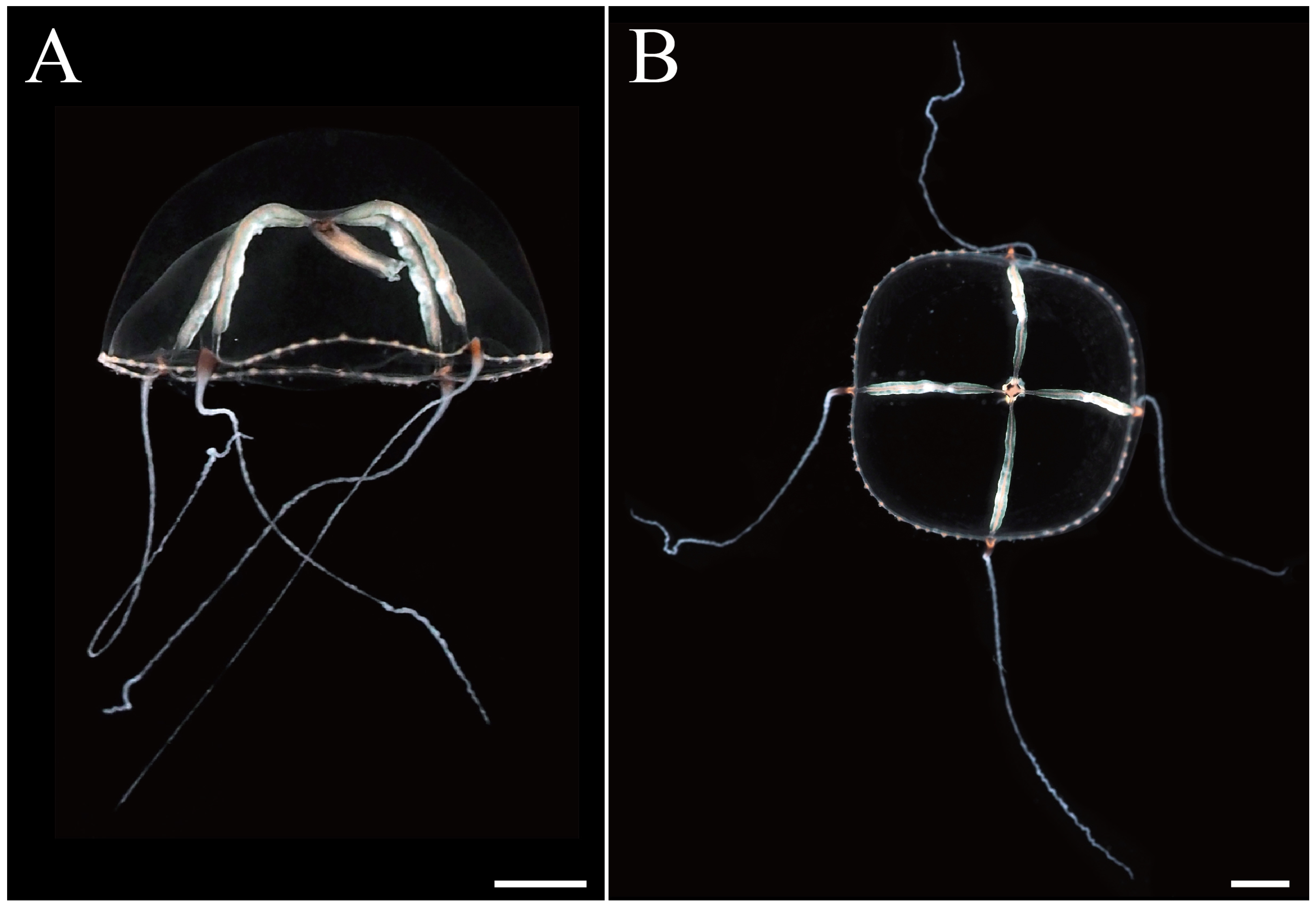 Hydrobiology 03 00010 g002 Hydrobiology 03 00010 g002