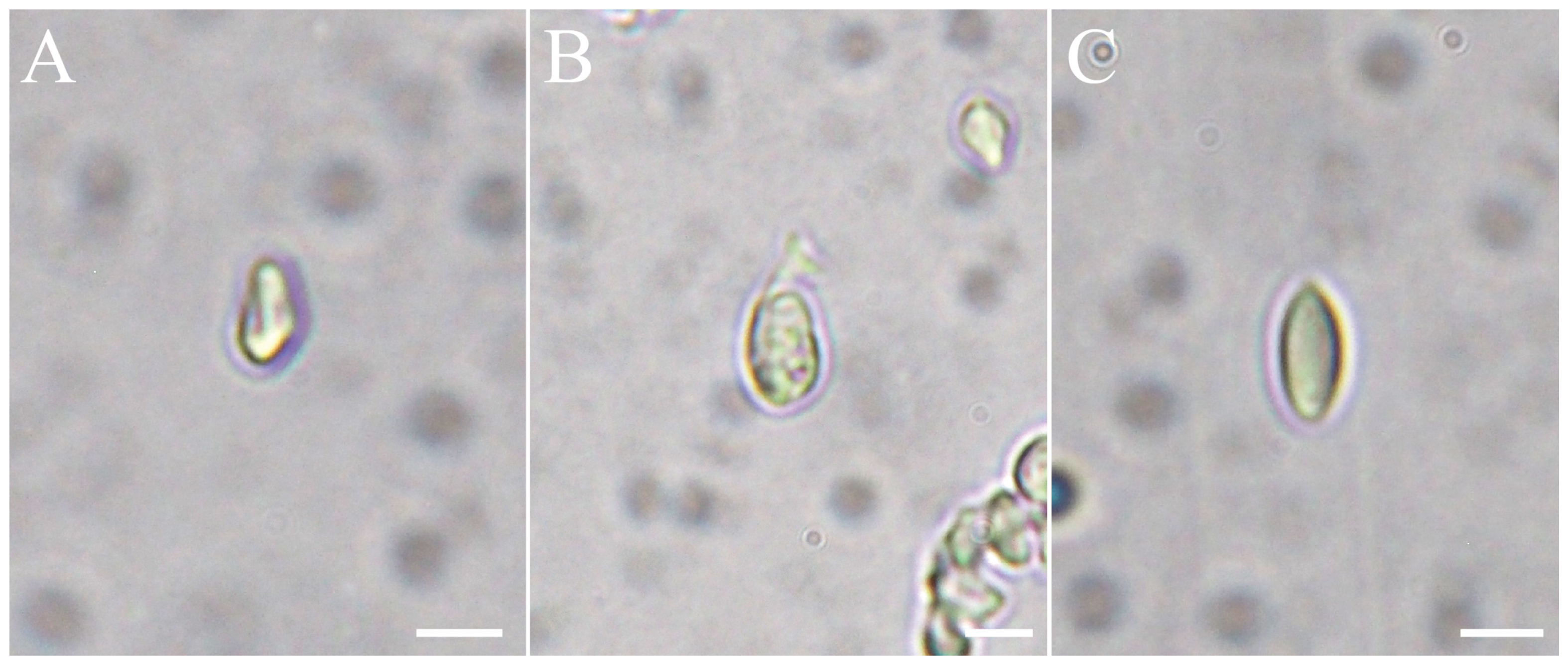 Hydrobiology 03 00010 g004 Hydrobiology 03 00010 g004