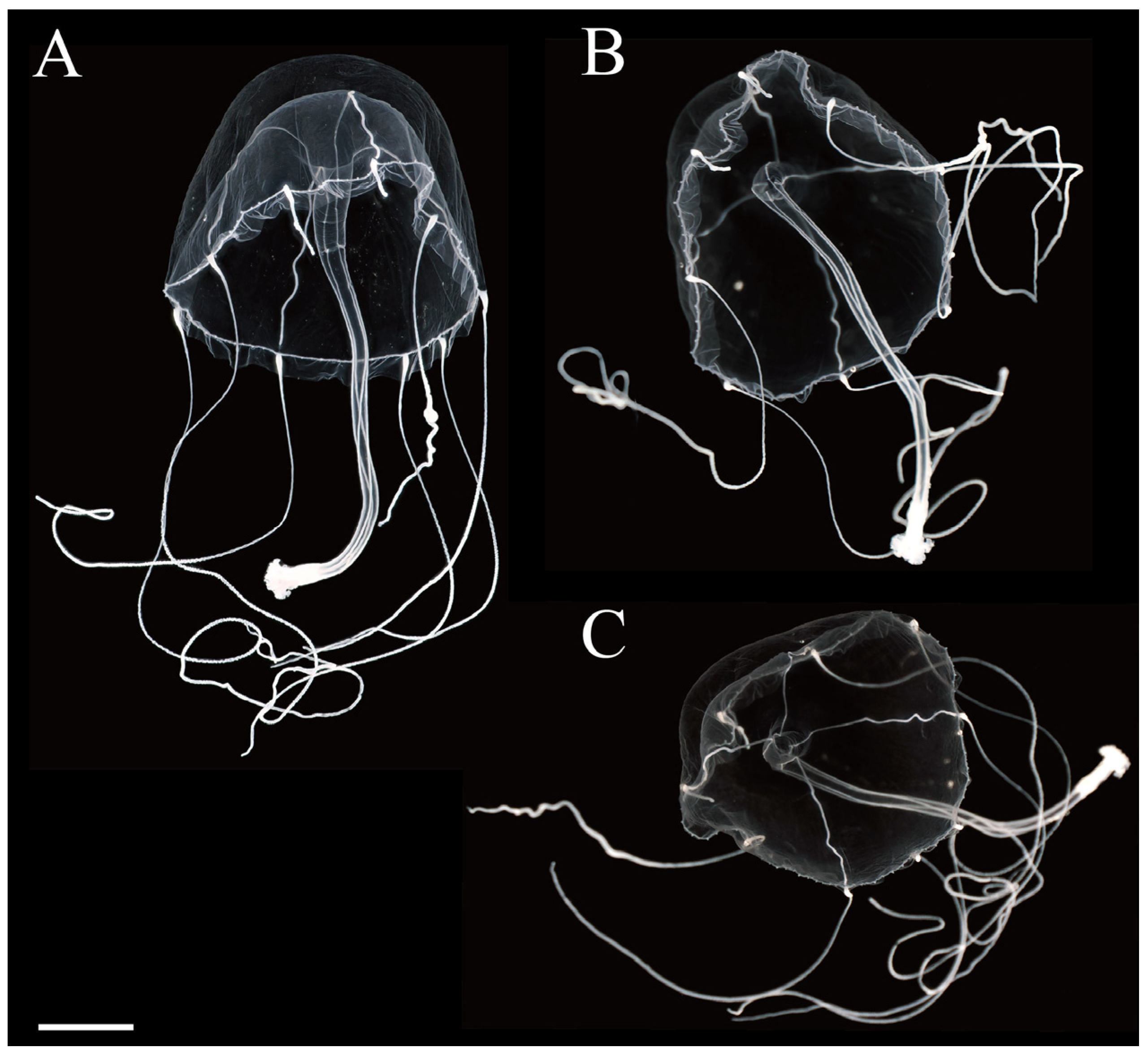 Hydrobiology 03 00010 g005 Hydrobiology 03 00010 g005