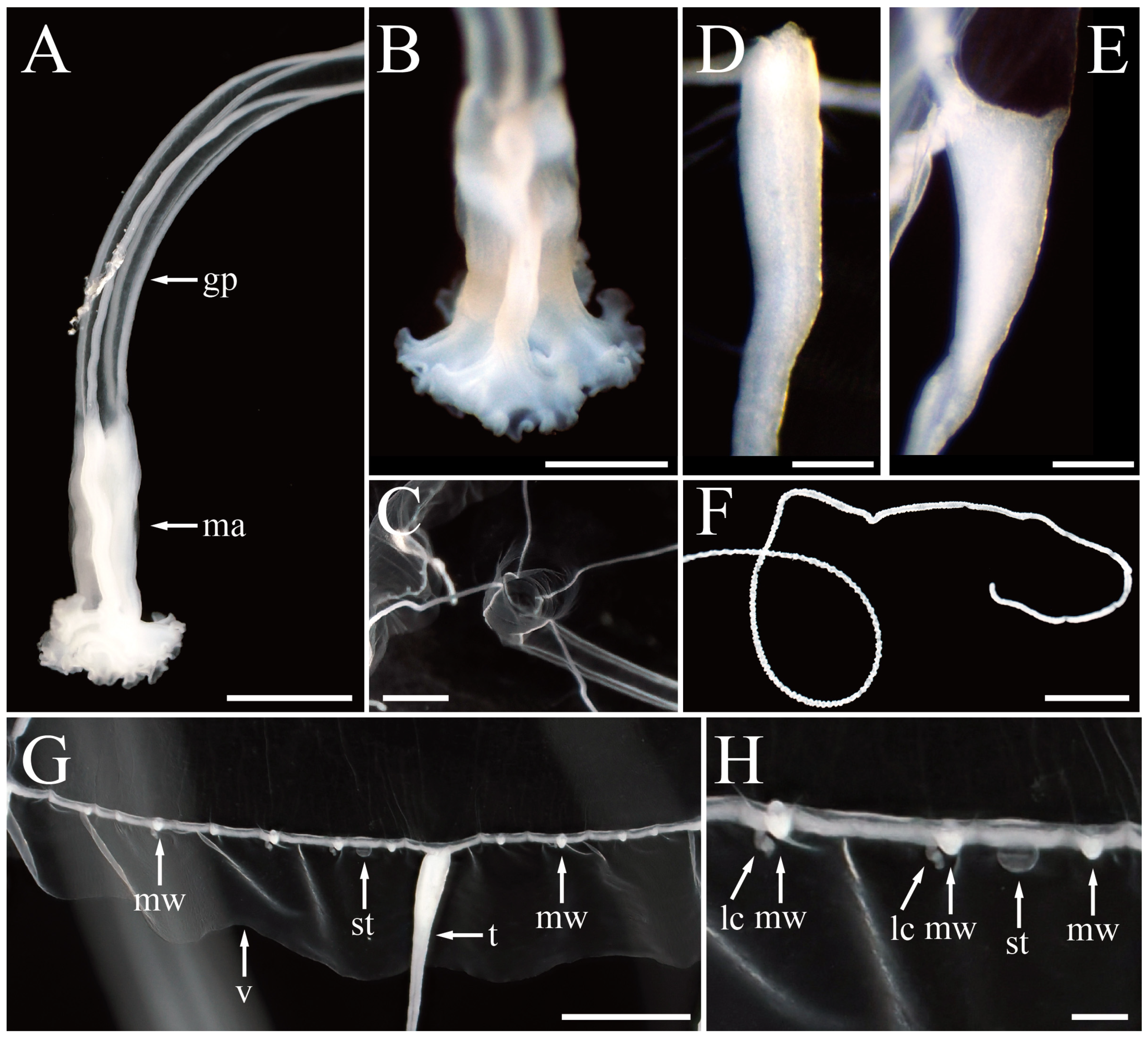 Hydrobiology 03 00010 g006 Hydrobiology 03 00010 g006