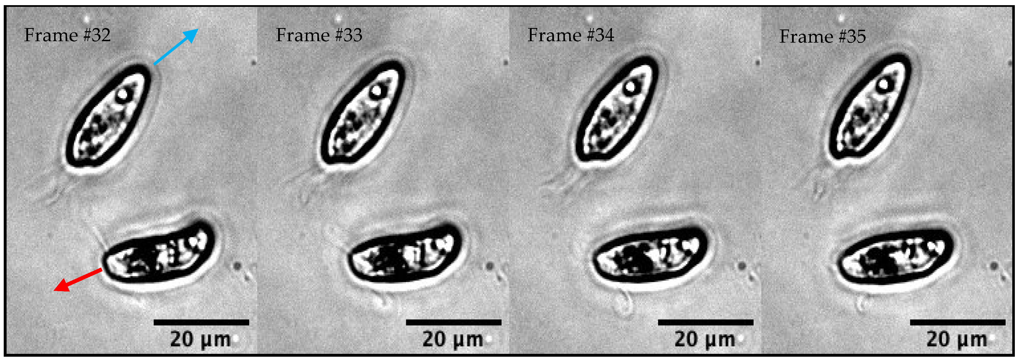 Hydrobiology 03 00012 g006