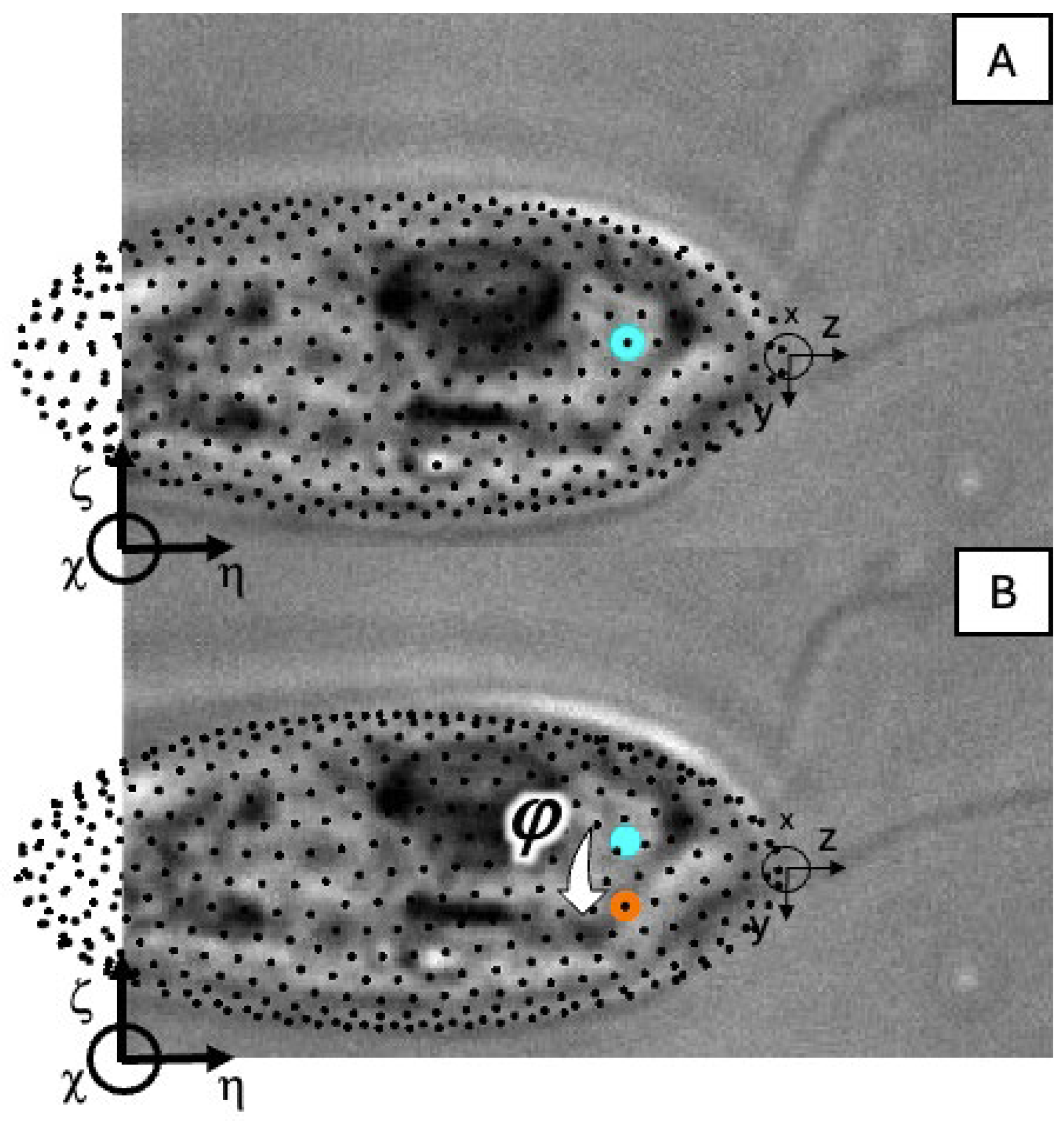 Hydrobiology 03 00012 g0a1