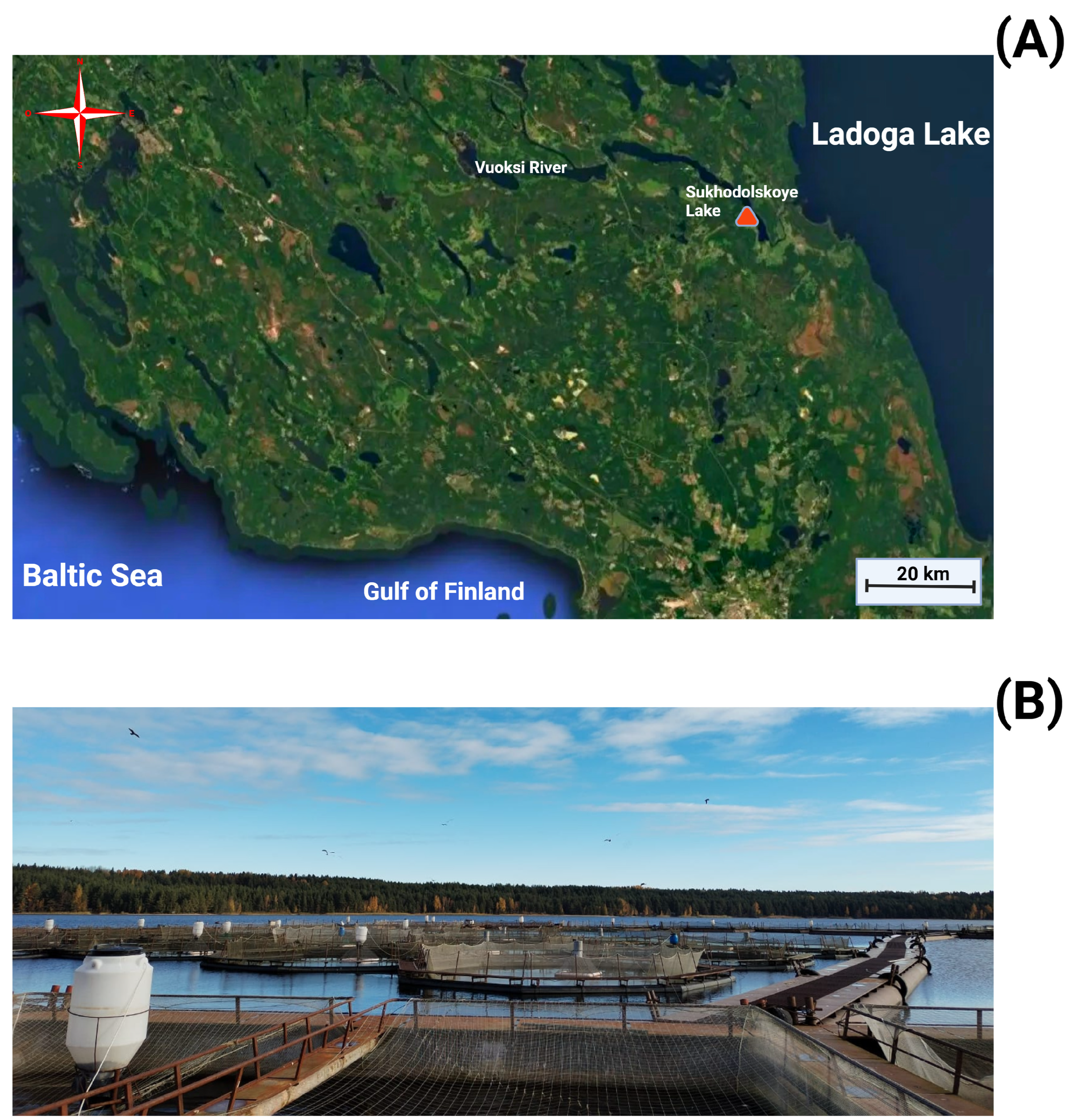 Hydrobiology 04 00013 g001 Hydrobiology 04 00013 g001