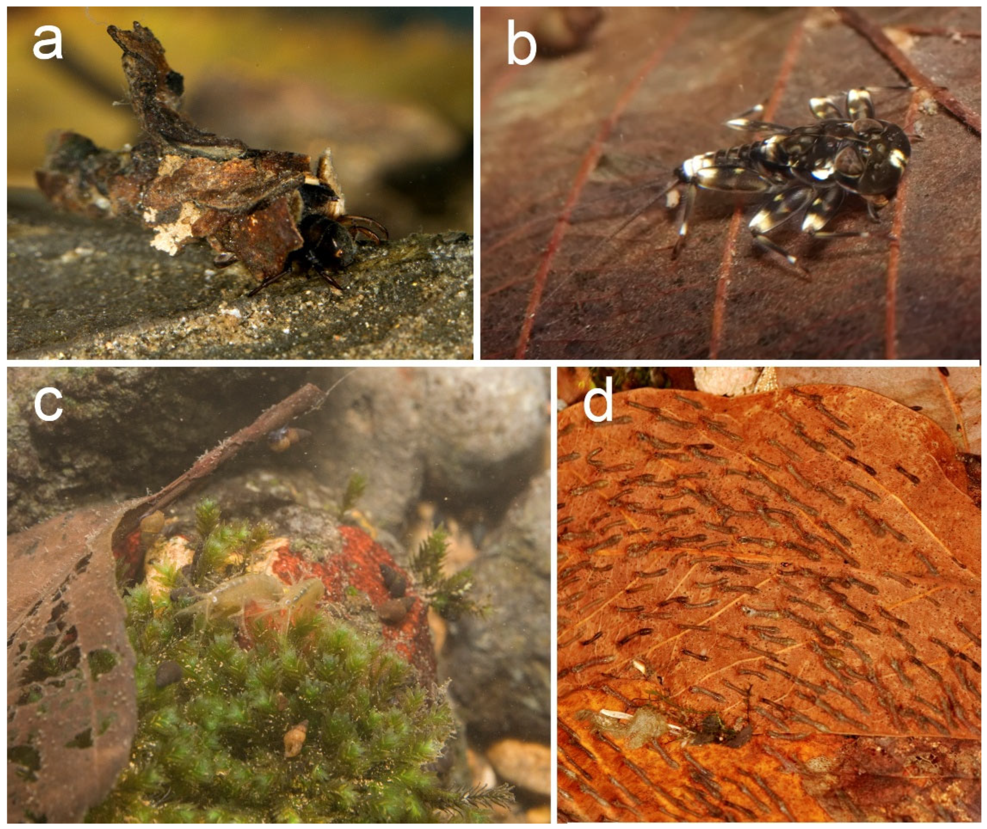 Hydrobiology 04 00016 g002