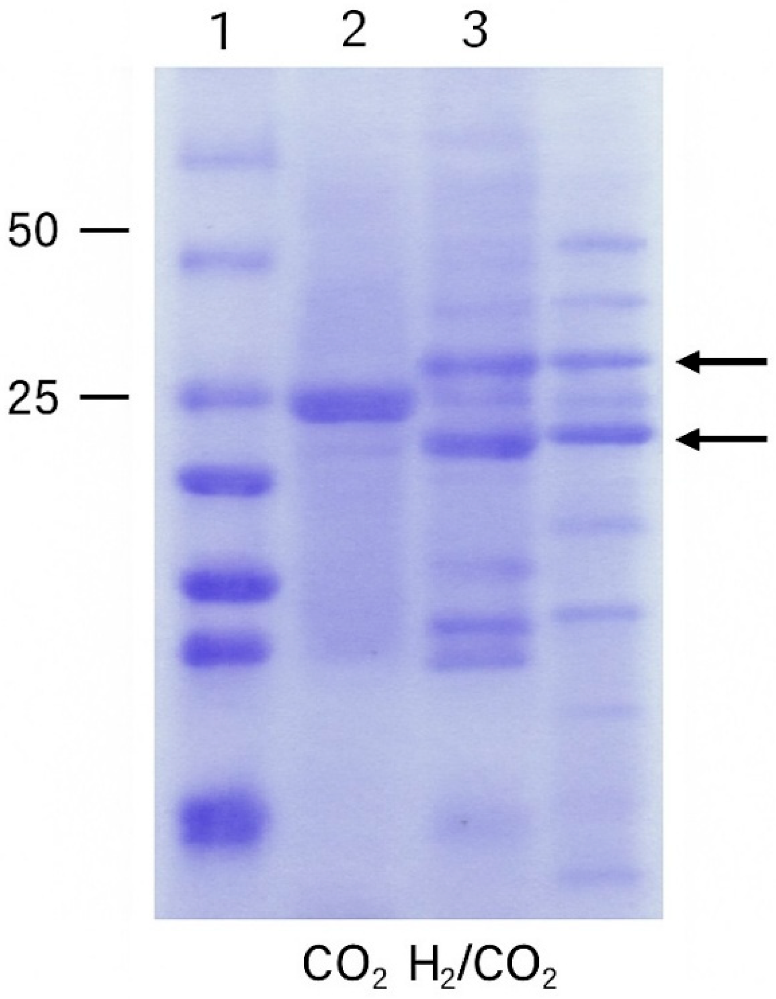 Hydrogen 06 00048 g002