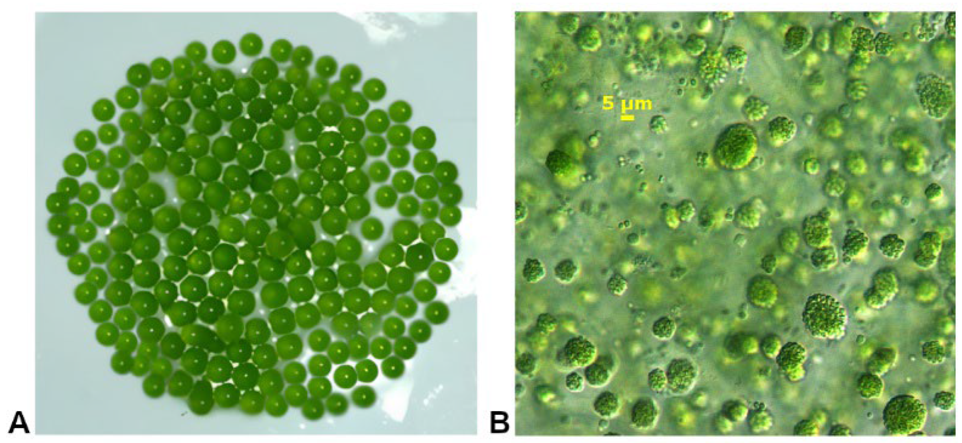 Hydrogen 07 00118 g005 Hydrogen 07 00118 g005