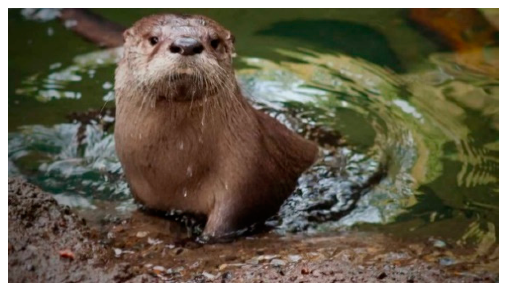 Hydrology 08 00066 g002