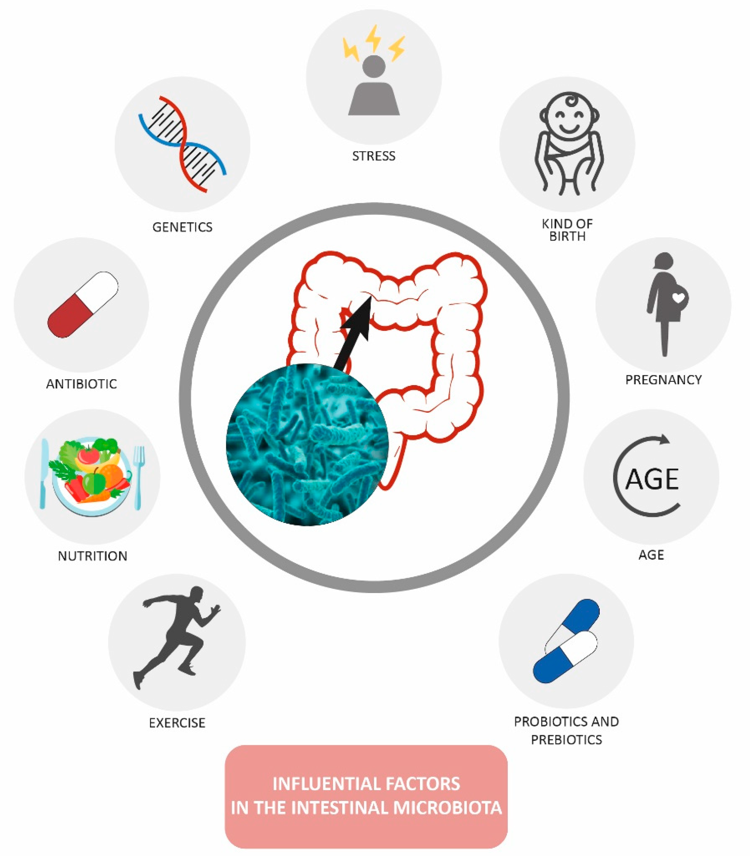 Hygiene Free Full Text The Relationship Between The Gut Microbiota