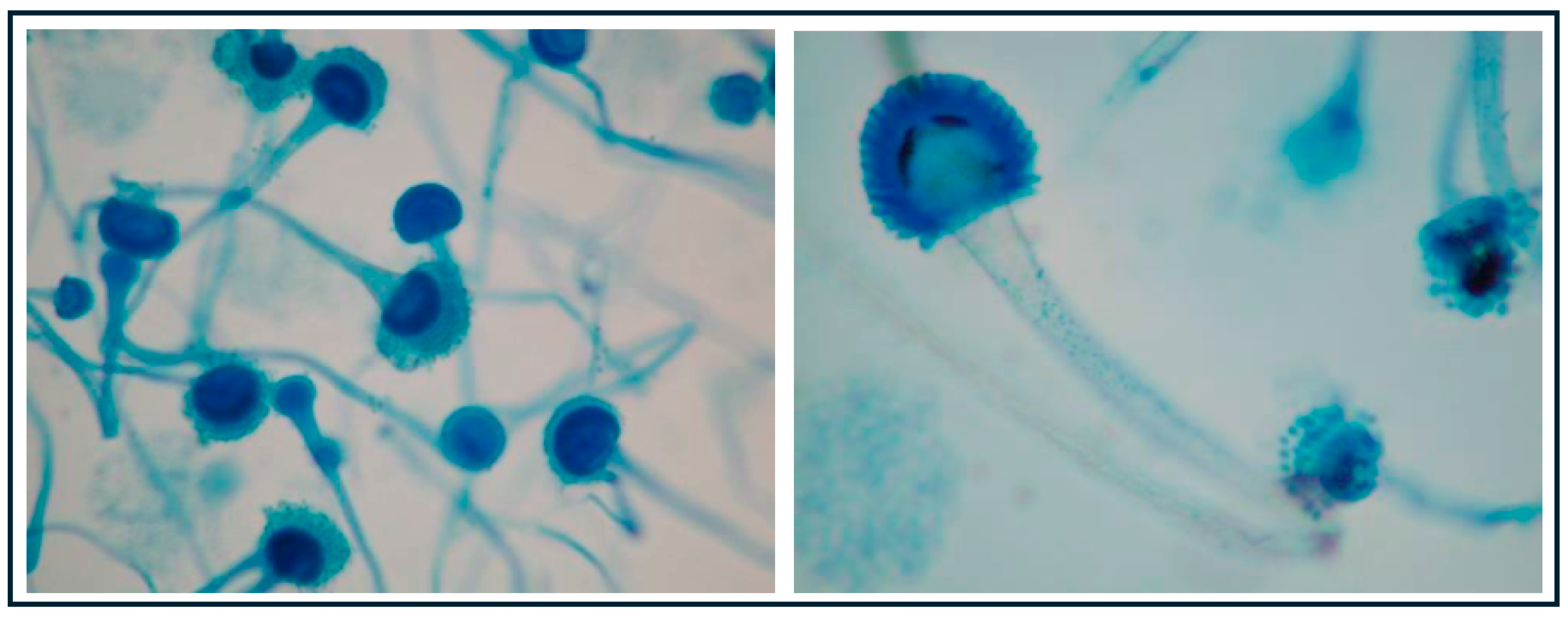 Hygiene 05 00003 g001