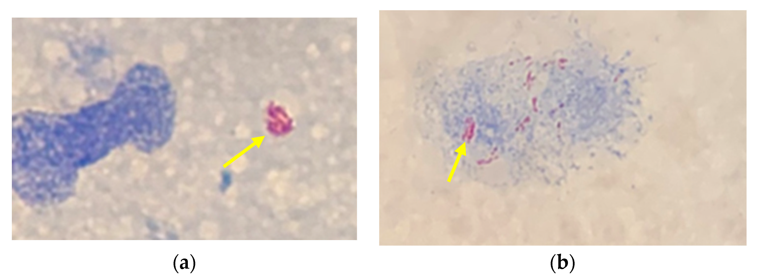 Idr 13 00083 g002 Idr 13 00083 g002