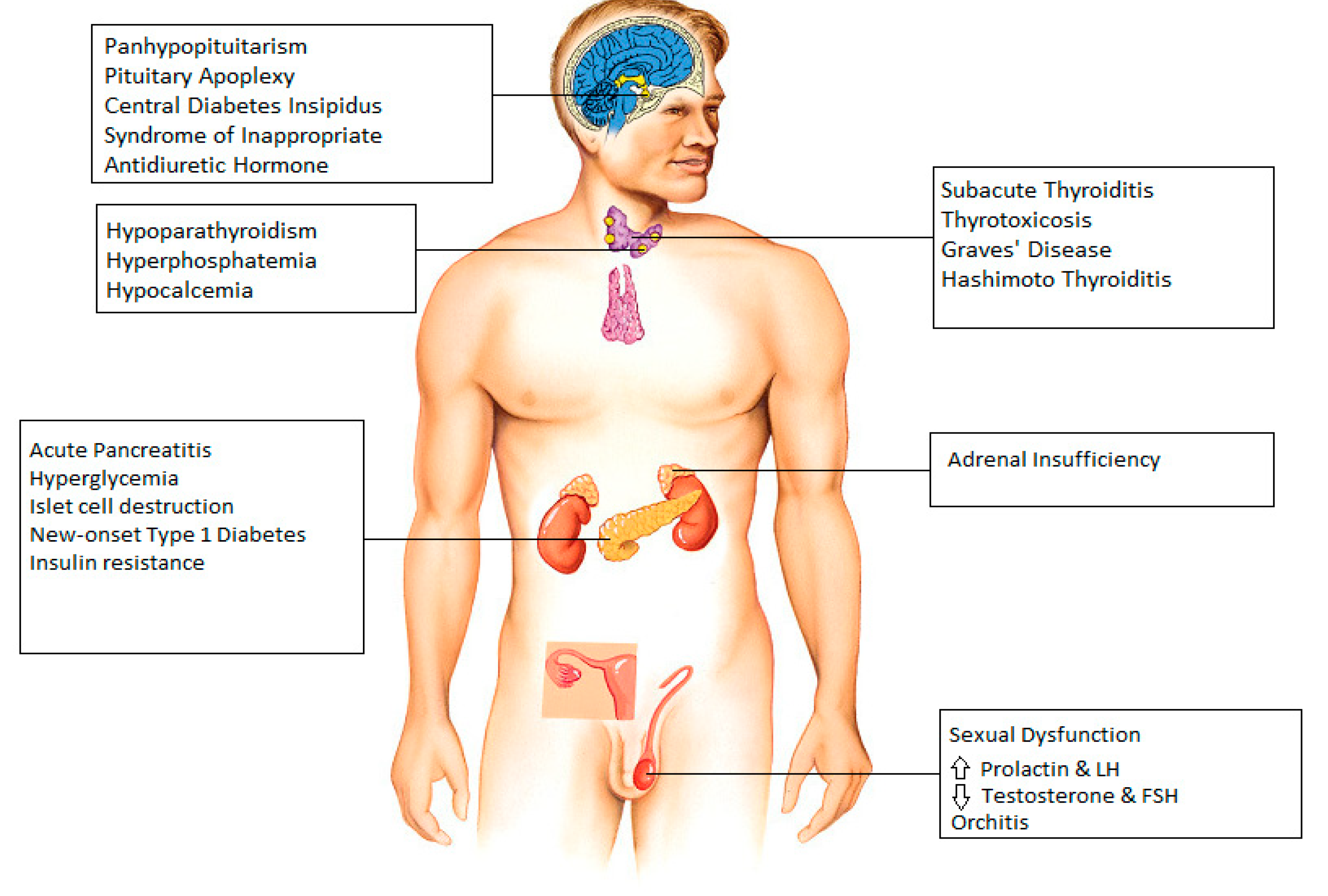Infectious Disease Reports Free Full-Text COVID-19 and the Endocrine System A Review of the Current Information and Misinformation pic