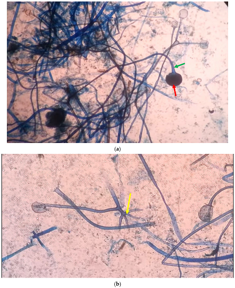 Idr 14 00062 g002 550