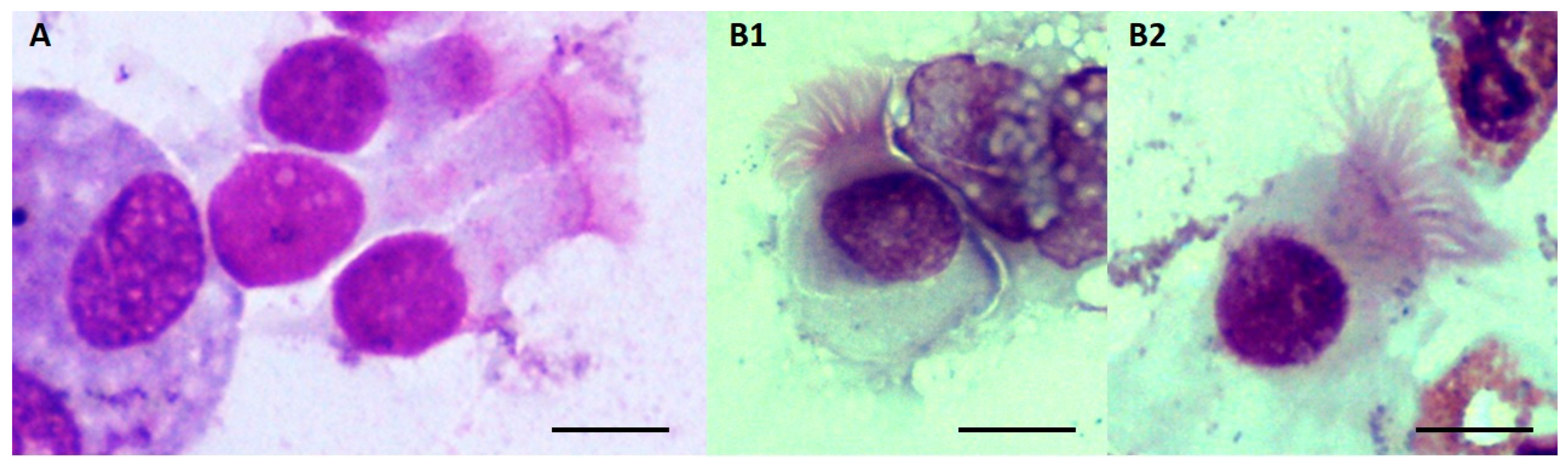 Idr 16 00006 g0a1 Idr 16 00006 g0a1